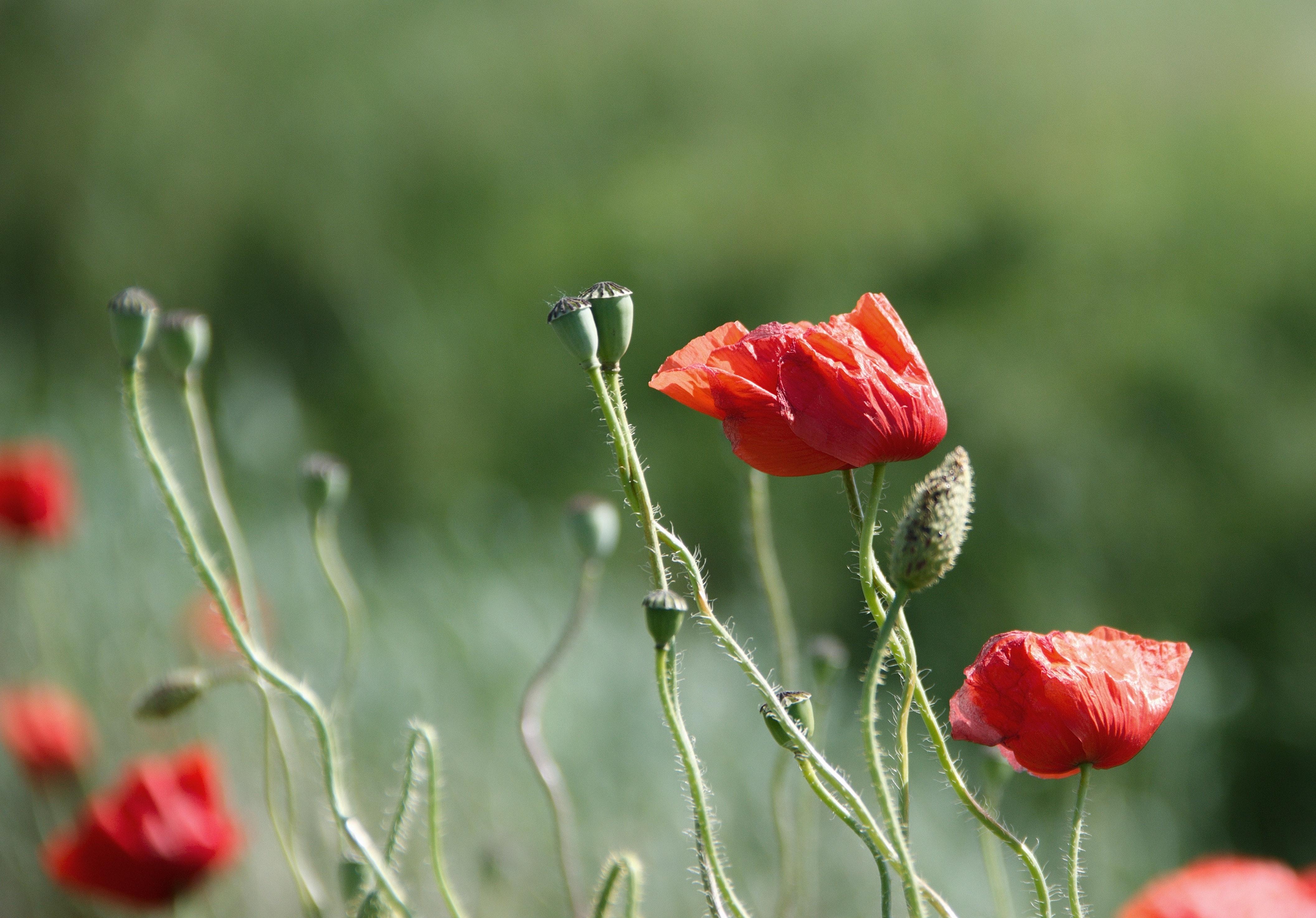 Opium Wallpapers - Top Free Opium Backgrounds - WallpaperAccess