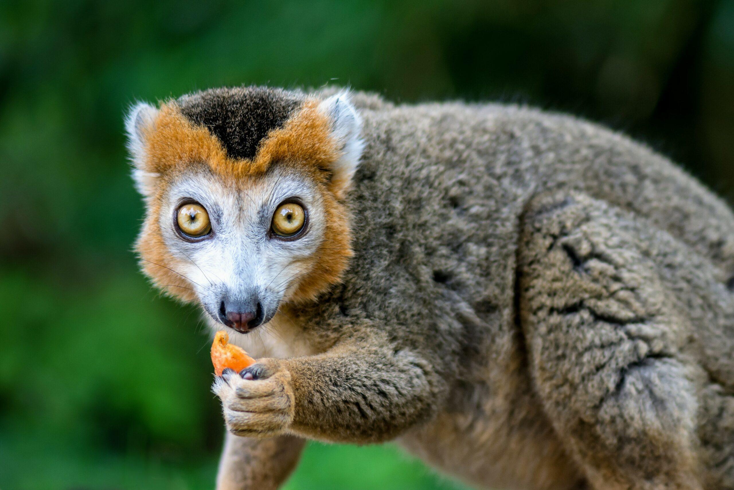 2560x1707 Inequality among animals can shed light on social evolution •