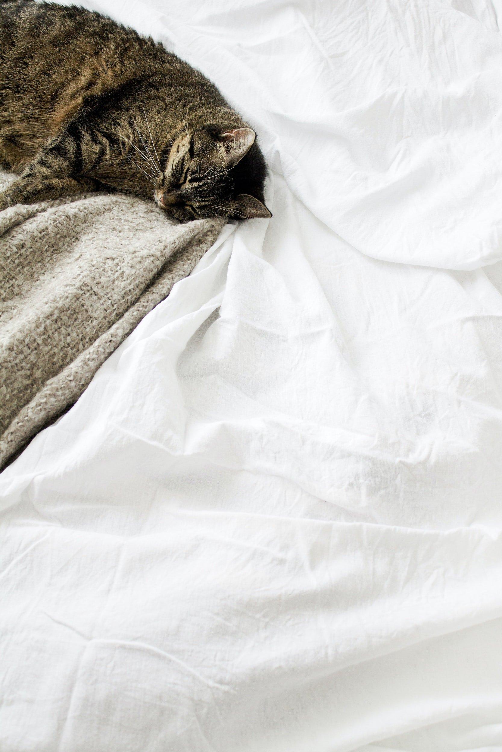 1667x2500 How to Upcycle Bed Sheets: 10 Sustainable & Creative Ways