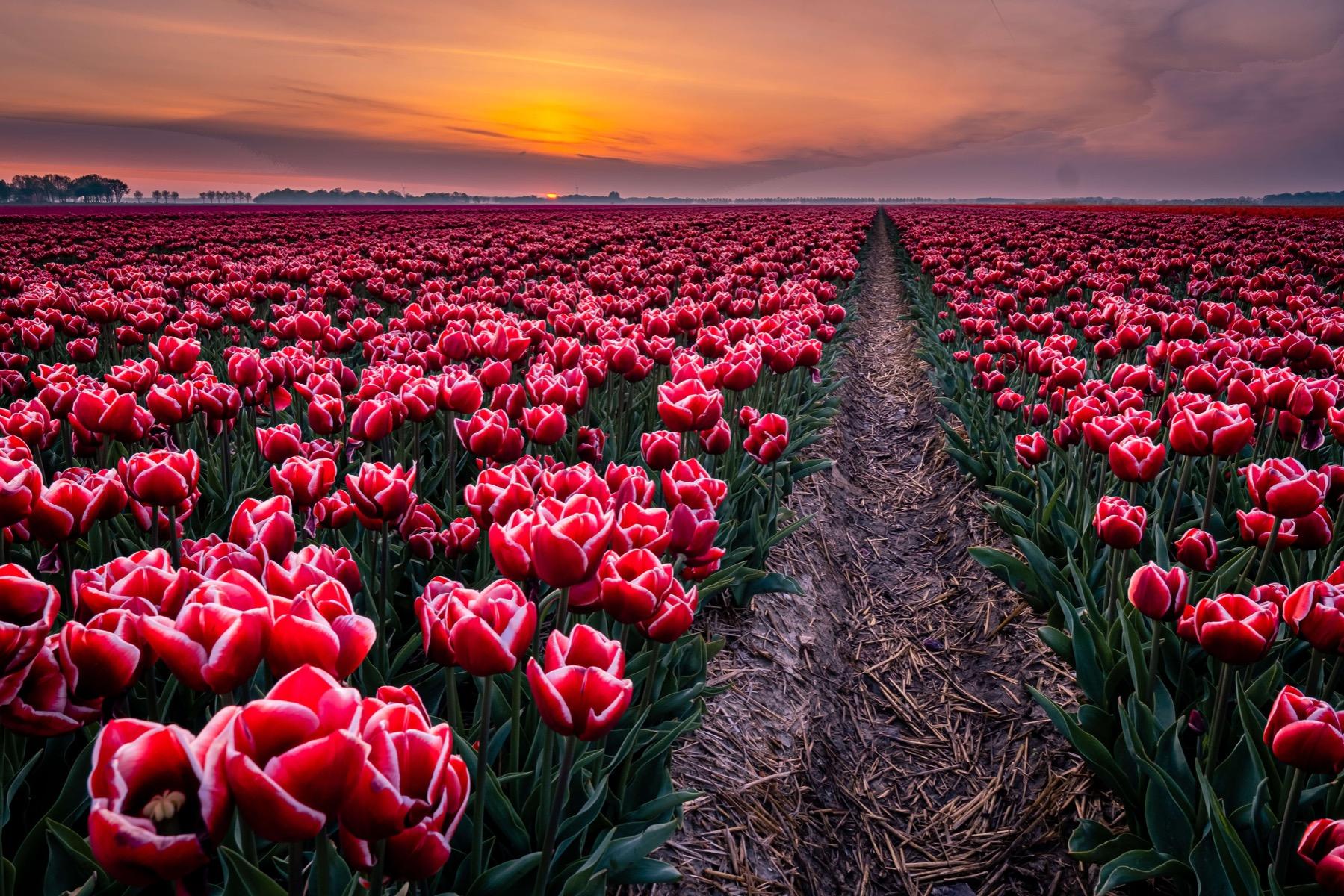 1799x1200 Tulip Fields In The Netherlands. Custom Made Wallpaper On Floral Wallpaper .com