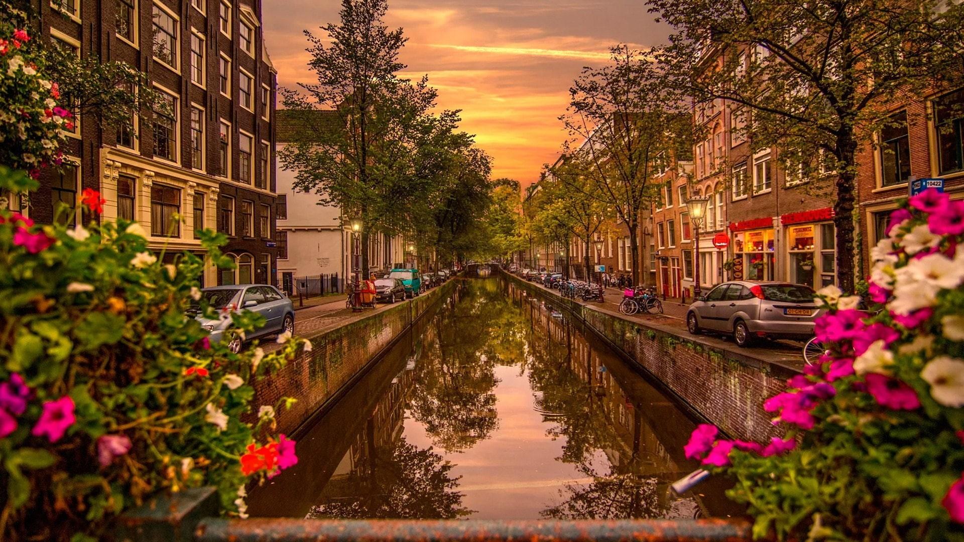 1920x1080 Wallpaper / evening, tree, europe, flower, amsterdam, street, netherlands, city, waterway, reflection, 1080P, canal, tourist attraction free download