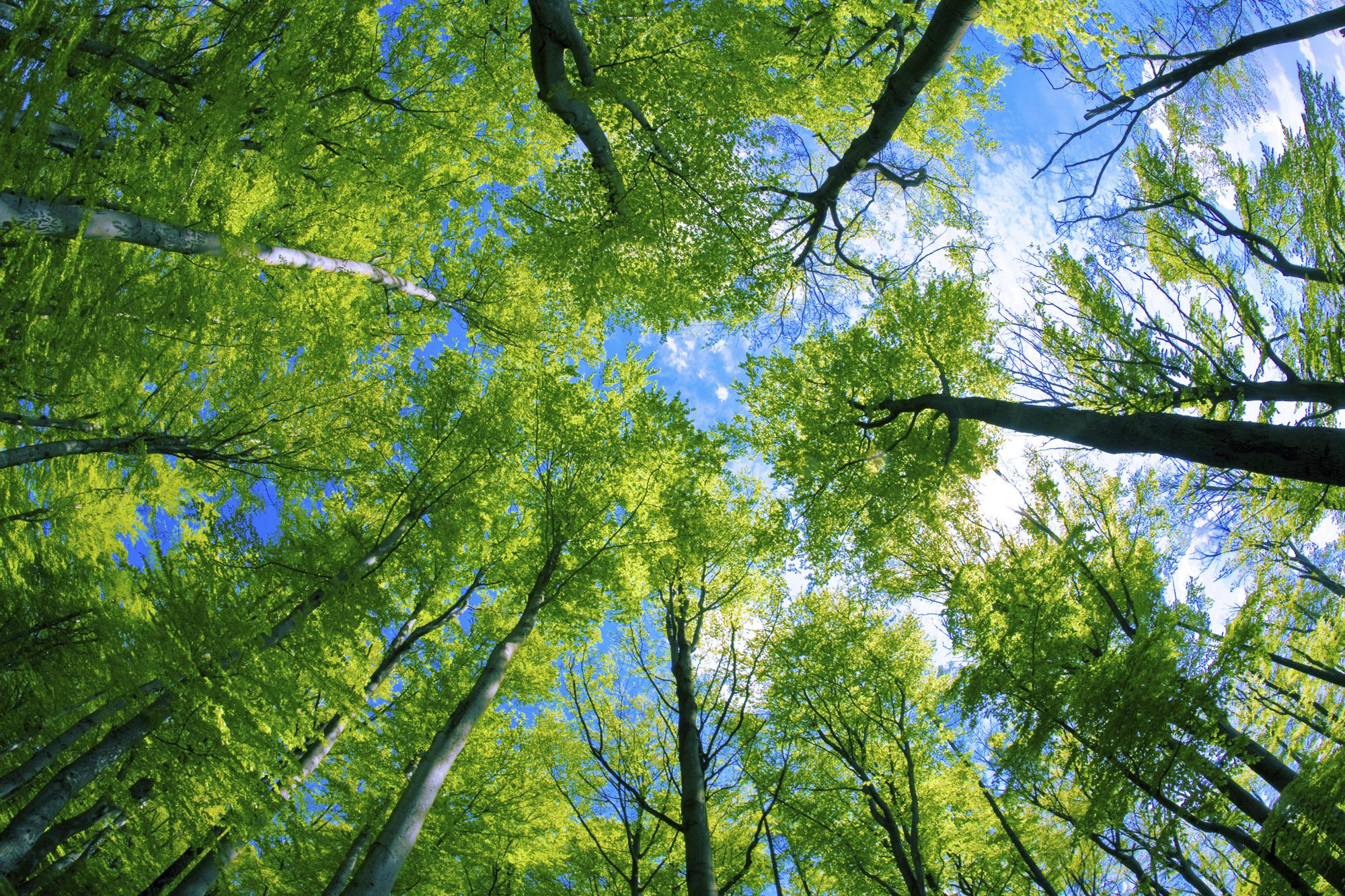2000x1333 Free download Woodland for children Forest habitats for KS1 and KS2 Woodland [2000x1333] for your Desktop, Mobile & Tablet. Explore Forest Habitat Wallpaper. Black Forest Wallpaper, Forest HD Wallpaper, Forest Wallpaper