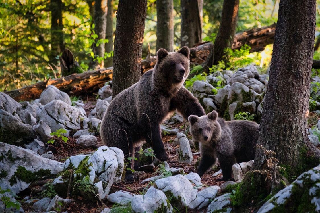 1125x750 Wallpaper Bear Environment, Grizzly Bear, Bears, Polar Bear, Habitat, Background Free Image