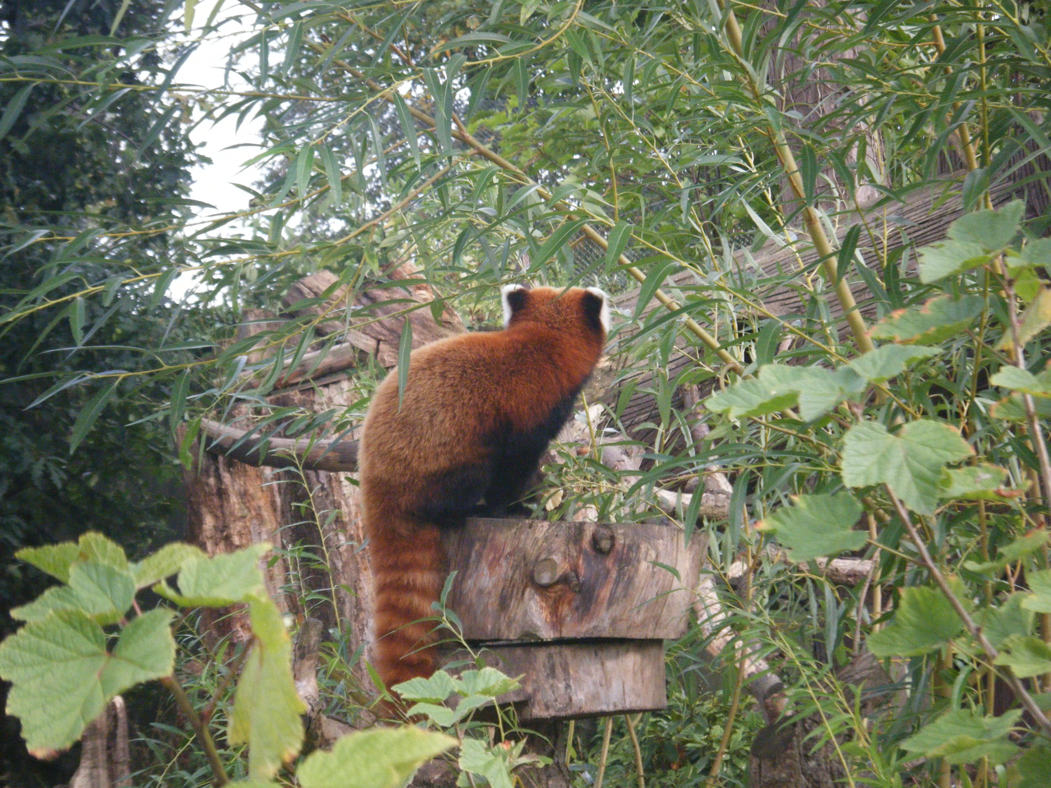 3648x2736 Habitat. Save The Red Panda