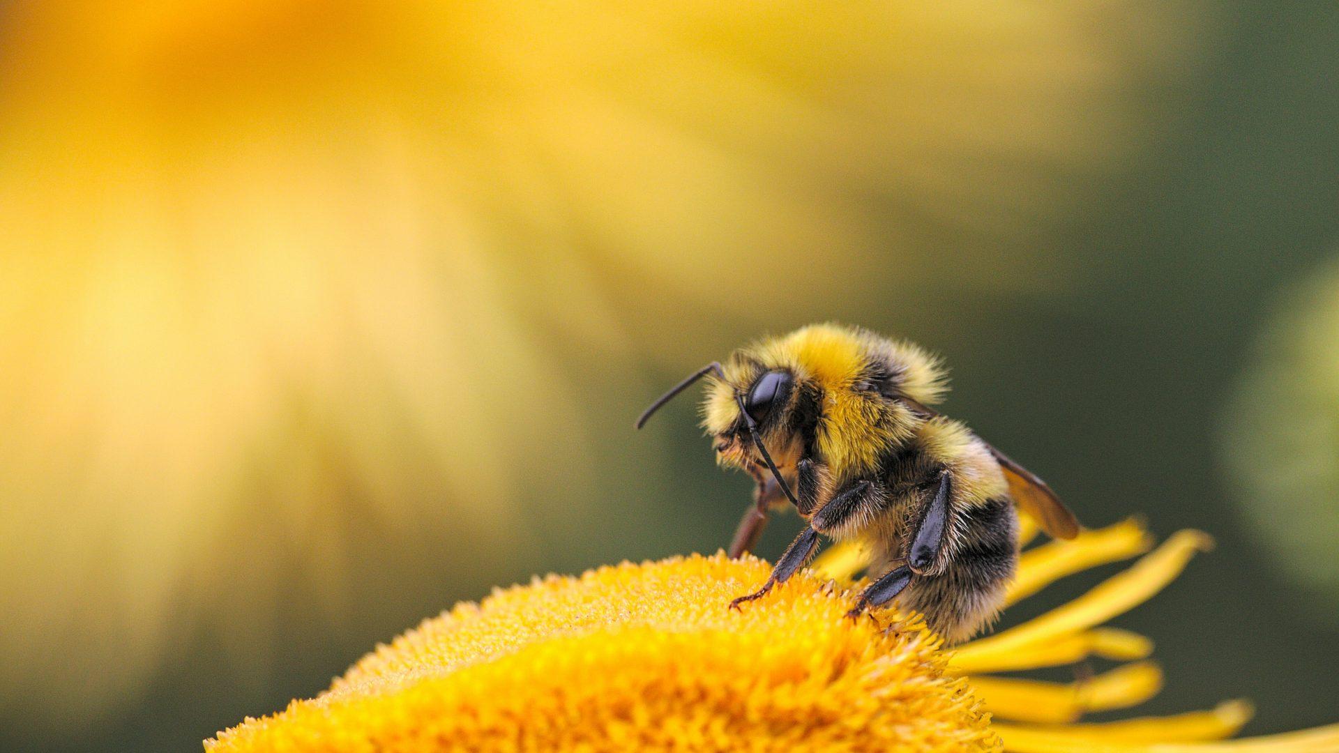 1920x1080 The Birds and the Bees On Habitat
