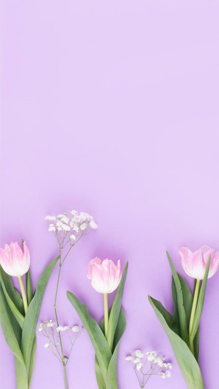 700x1244 Free Simple Bright Tulip Mobile
