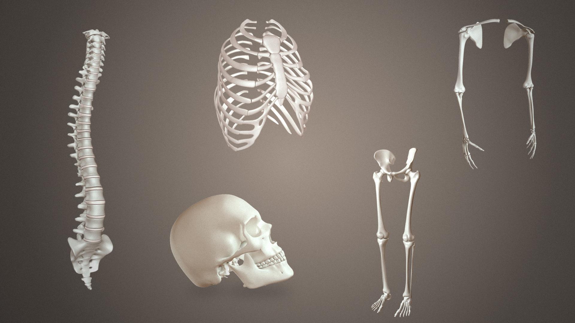 1920x1080 Bones of skeletal