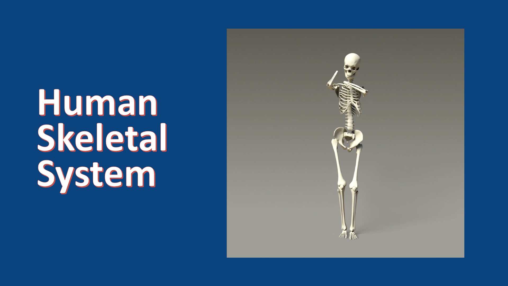 Skeletal System Wallpapers - Top Free Skeletal System Backgrounds ...