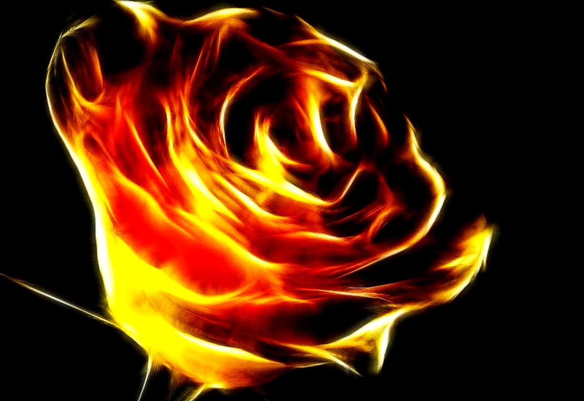 Fire Flower Wallpapers Top Free Fire Flower Backgrounds WallpaperAccess