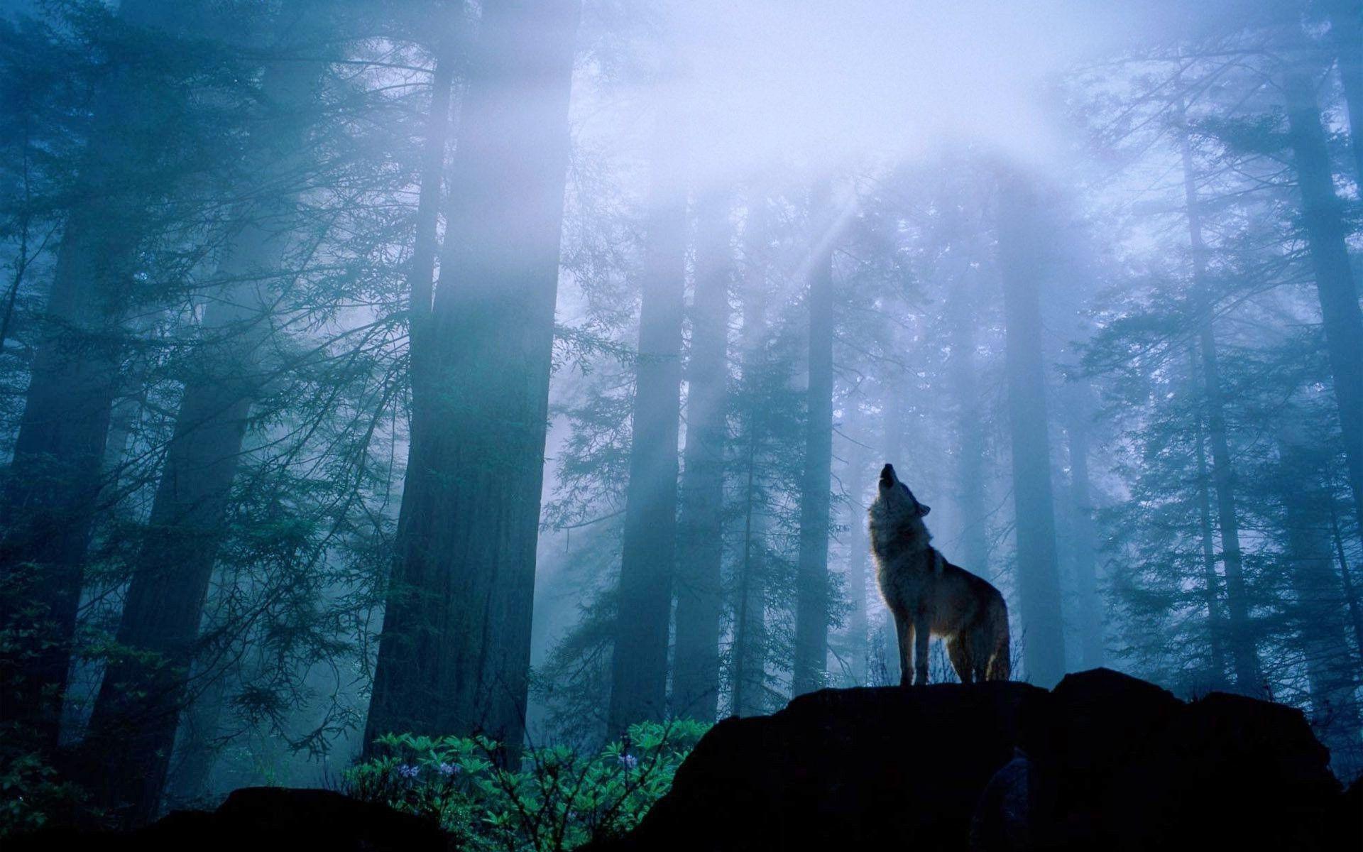 Black Wolf Howling Wallpapers Top Free Black Wolf Howling Backgrounds
