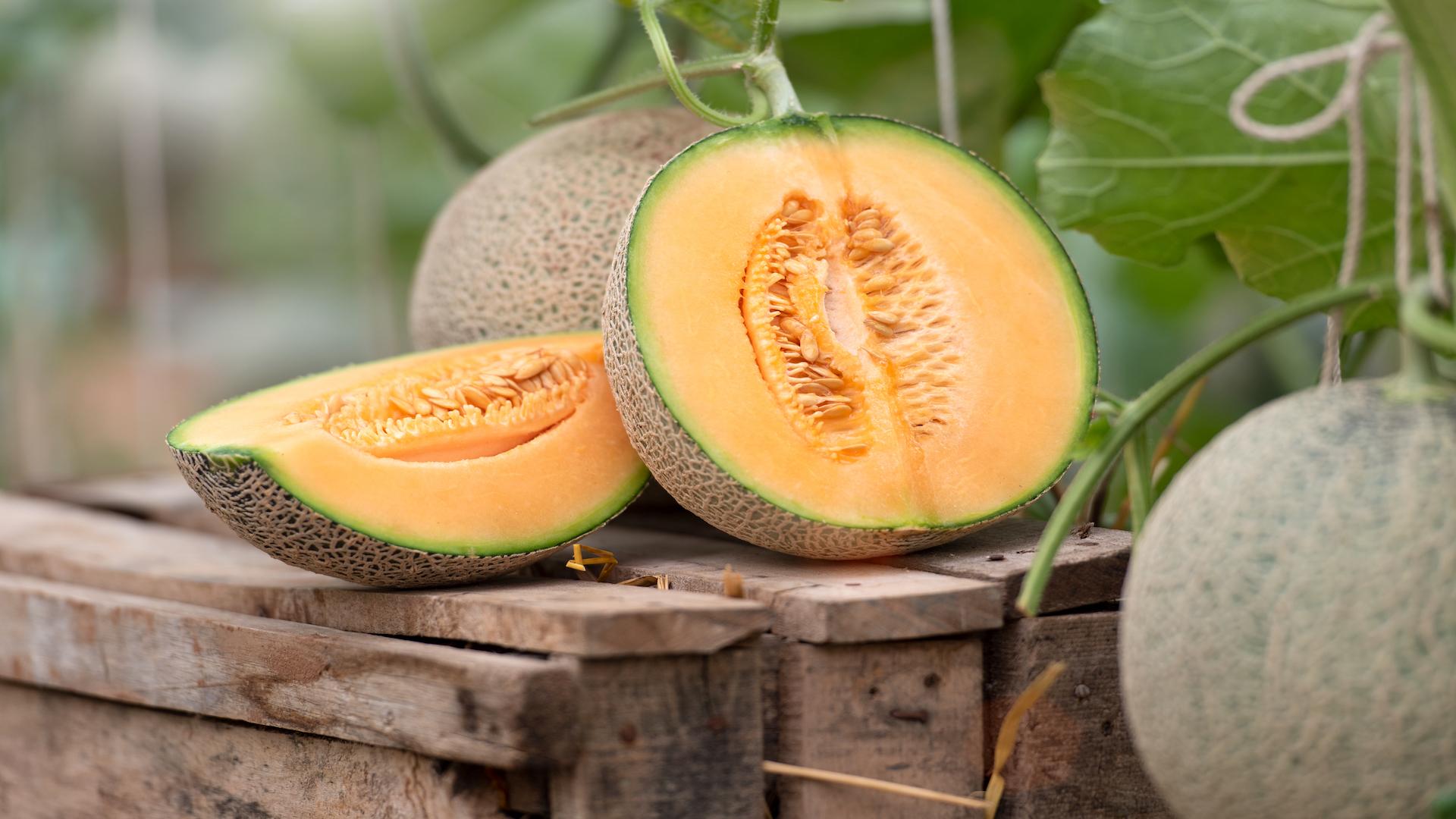 1920x1080 Cantaloupe: Health benefits & nutrition