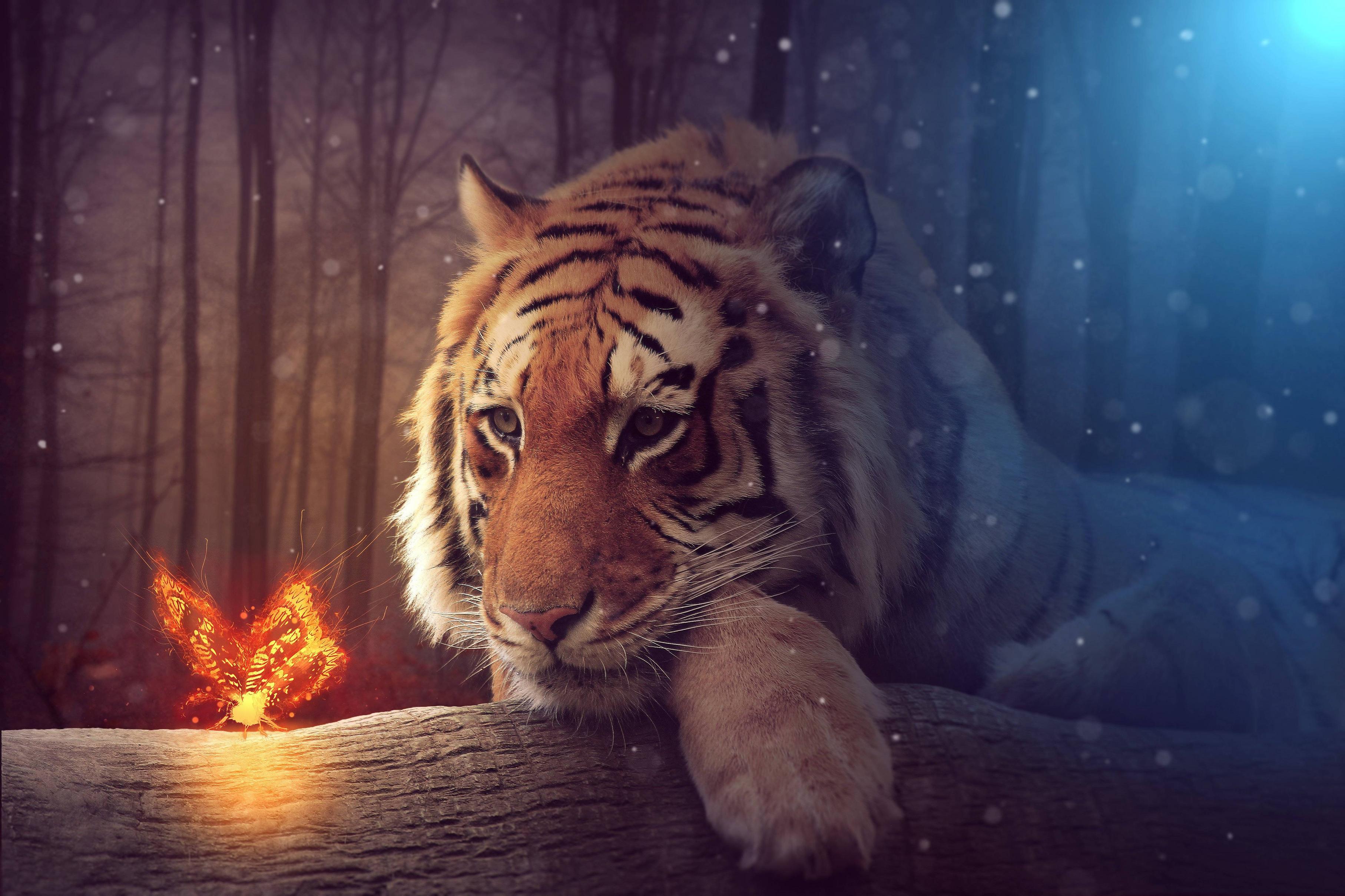 3629x2419 Tiger Dreamy Art, HD Artist, 4k Wallpaper, Image, Background, Photo and Picture