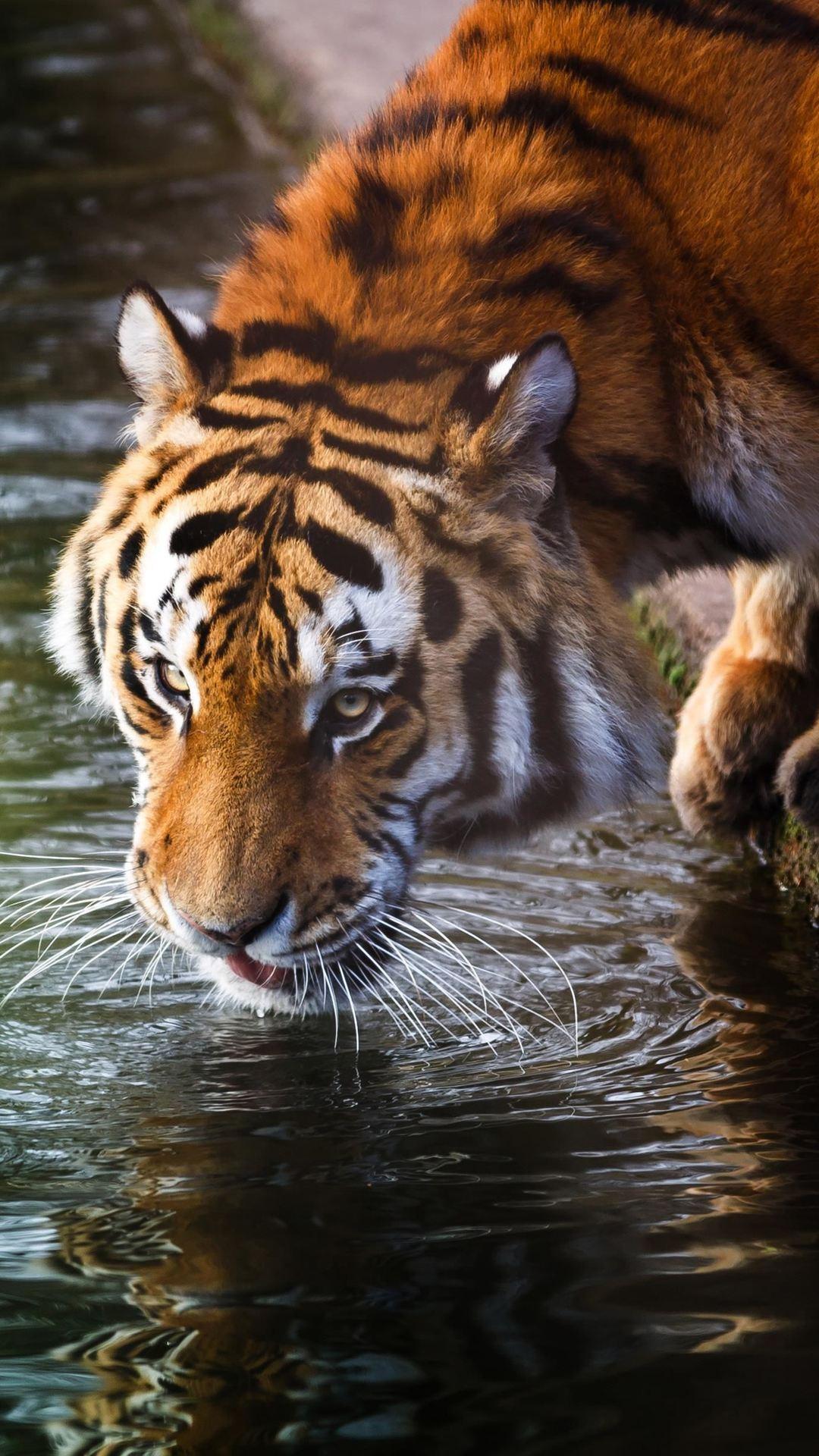 1080x1920 1080x1920 tiger, animals, reflection, water for iPhone 8 wallpaper