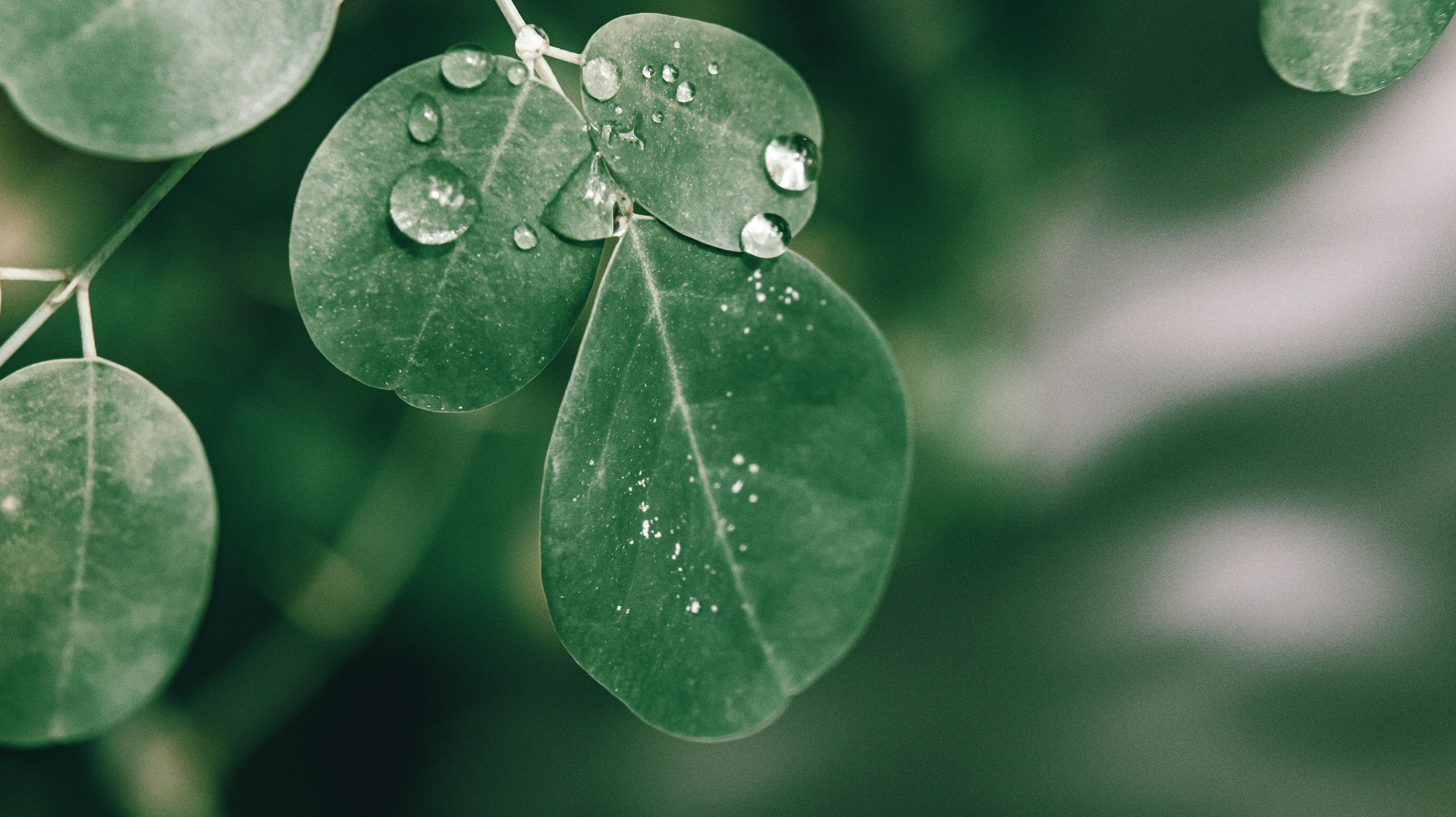 6000x3368 Moringa Oleifera Photo, Download The BEST Free Moringa Oleifera & HD Image