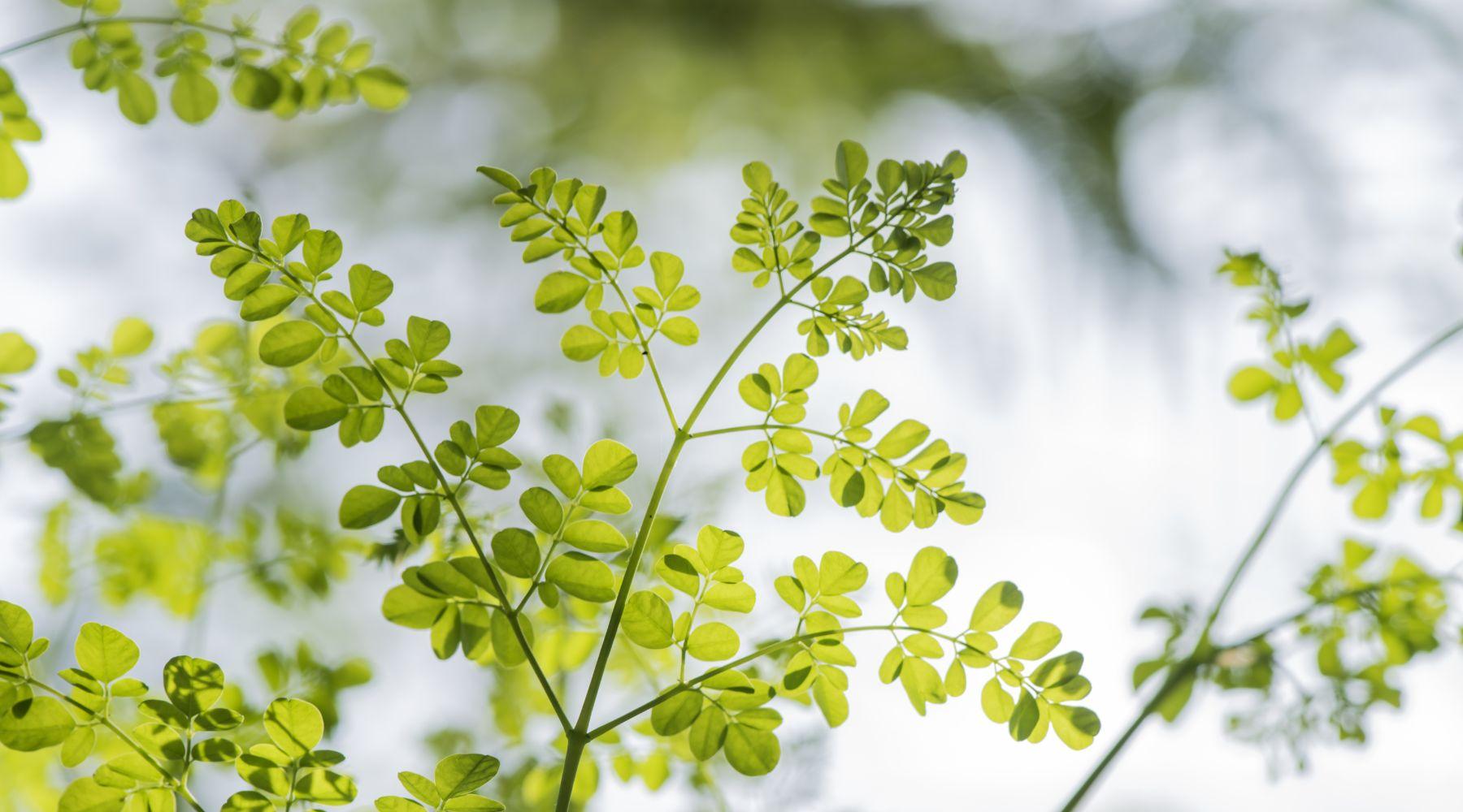 Moringa Wallpapers - Top Free Moringa Backgrounds - WallpaperAccess