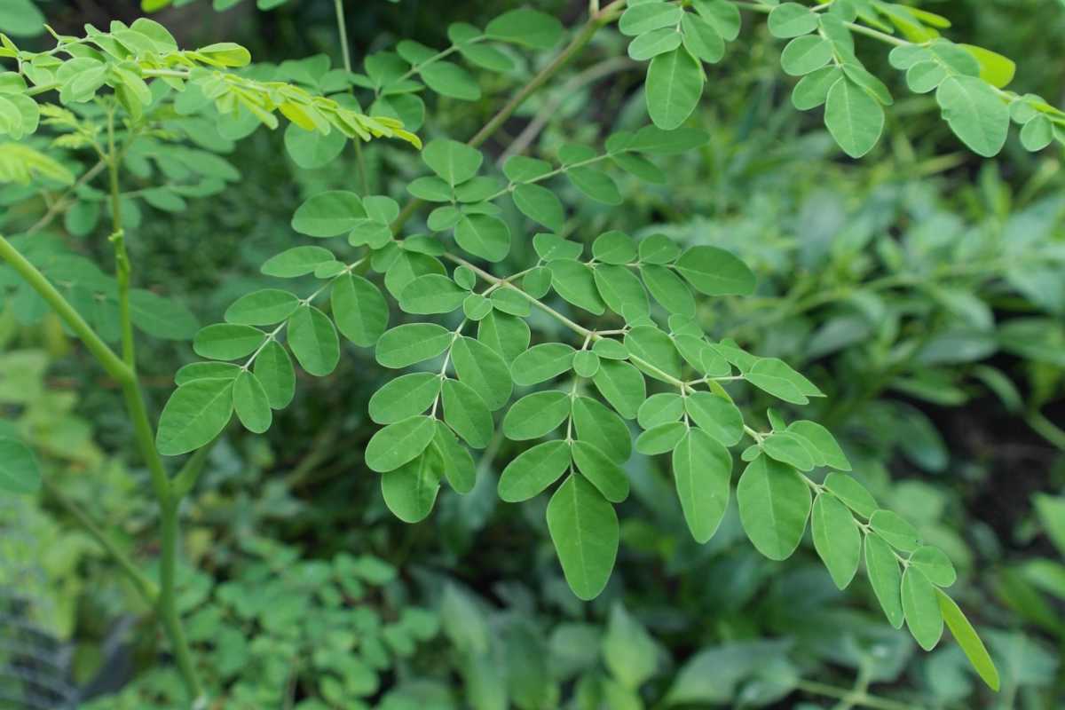 Moringa Wallpapers - Top Free Moringa Backgrounds - WallpaperAccess