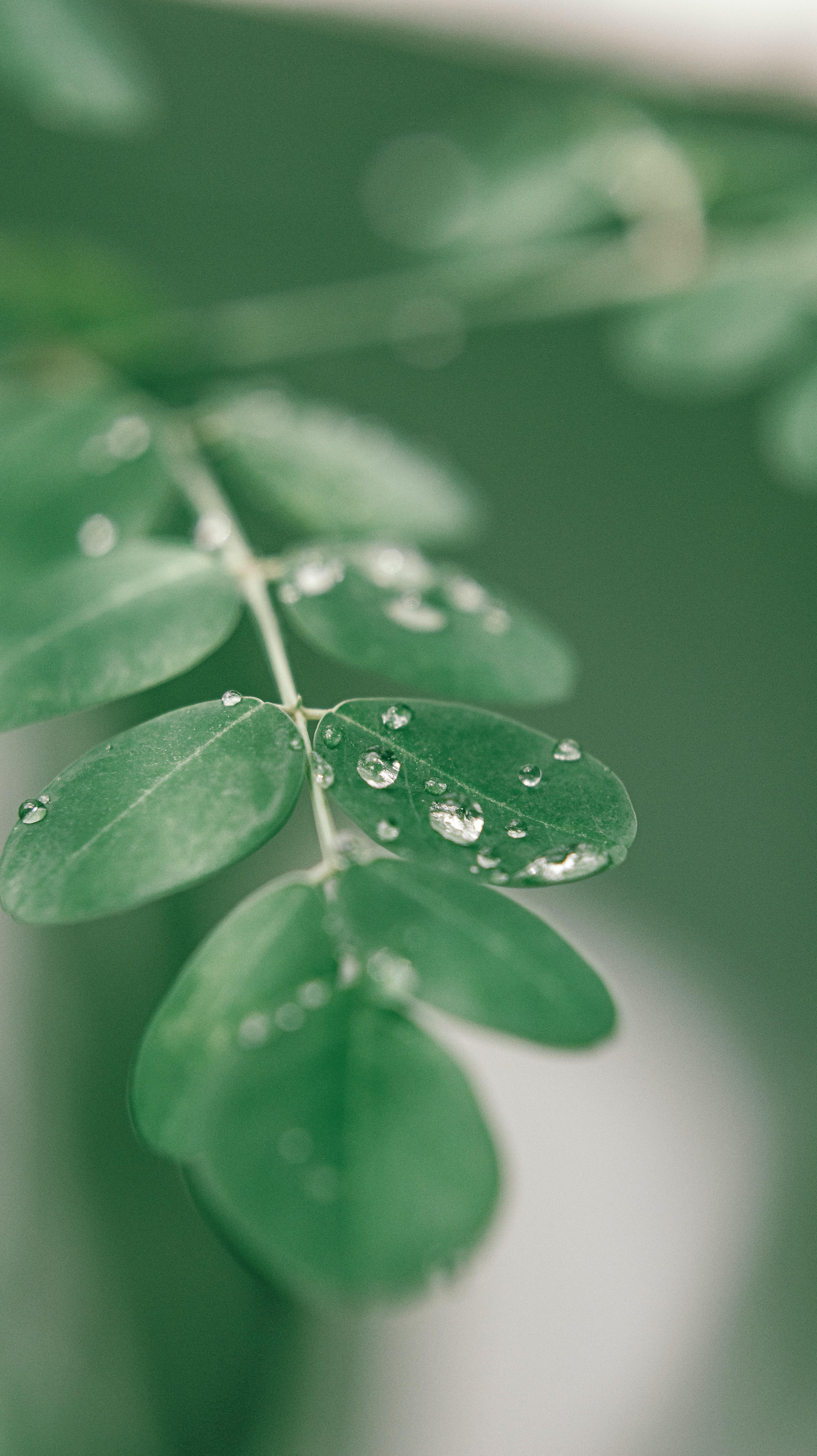 3368x6000 Moringa Photo, Download The BEST Free Moringa & HD Image