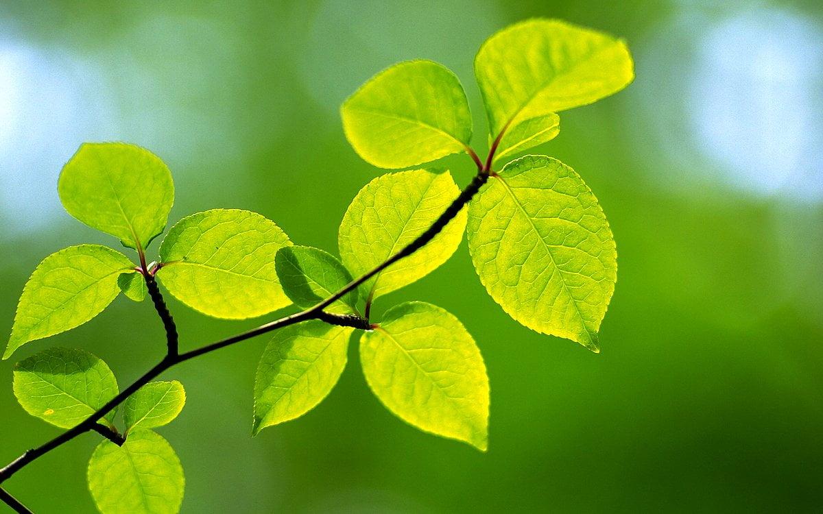 Moringa Wallpapers - Top Free Moringa Backgrounds - WallpaperAccess