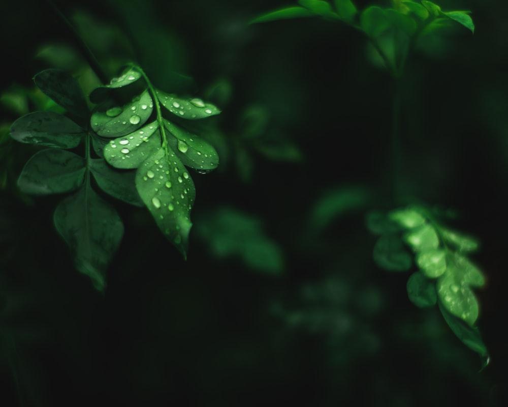 1000x800 Moringa Wallpaper
