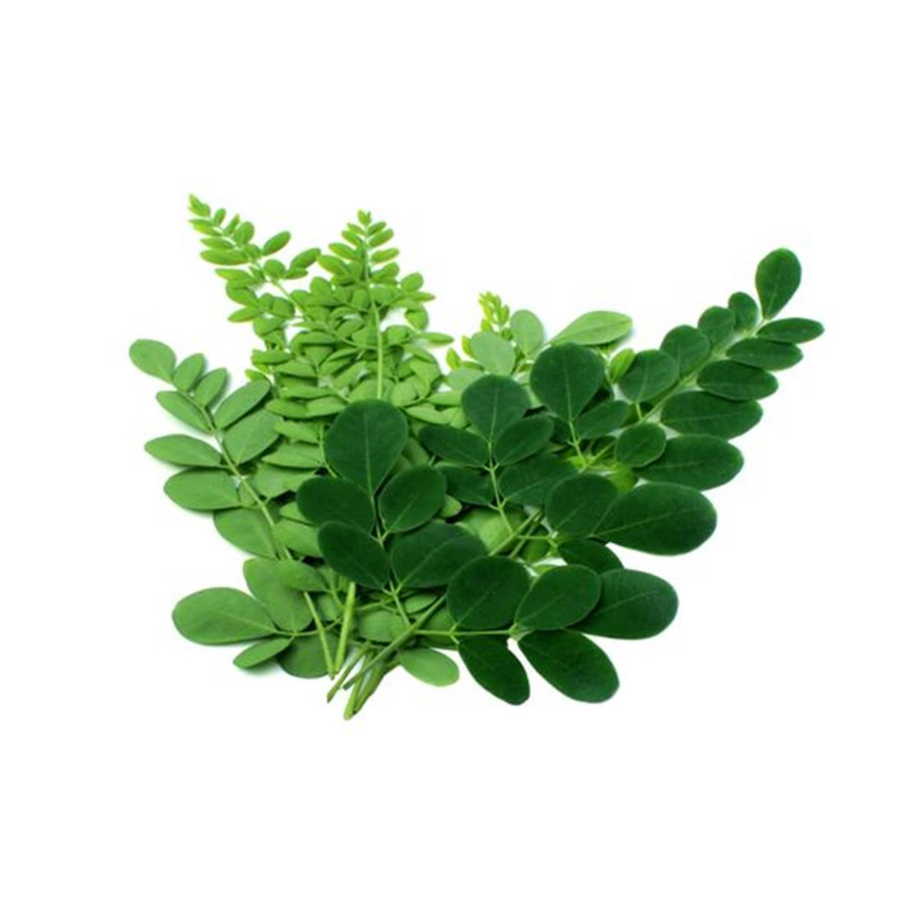 1852x1842 Download Different Greens Of Moringa Plant Wallpaper