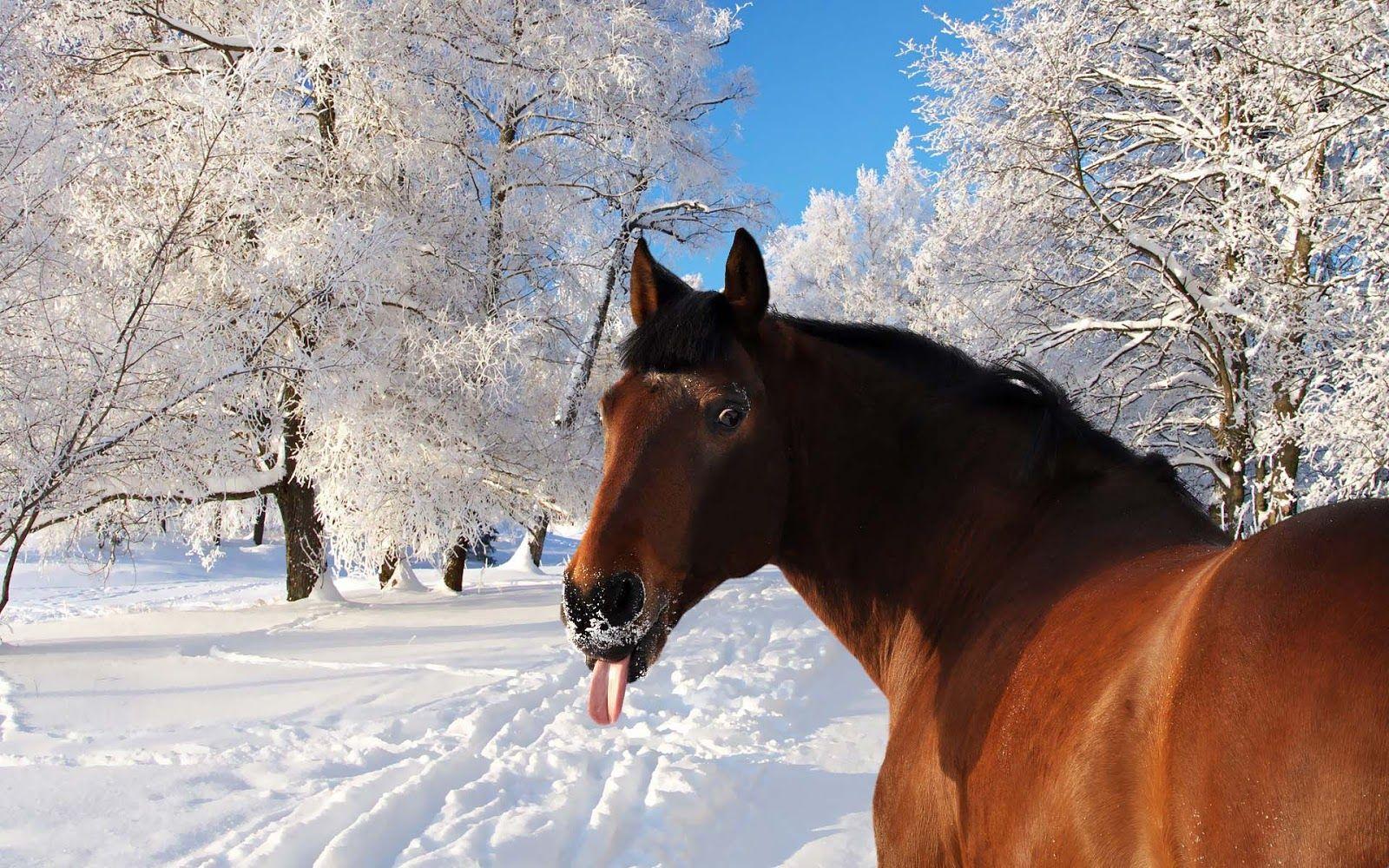1600x1000 Free download Wallpaper of a horse sticking his tongue out HD animal winter [1600x1000] for your Desktop, Mobile & Tablet. Explore Funny Winter Animal Wallpaper. Winter Animal Desktop Wallpaper