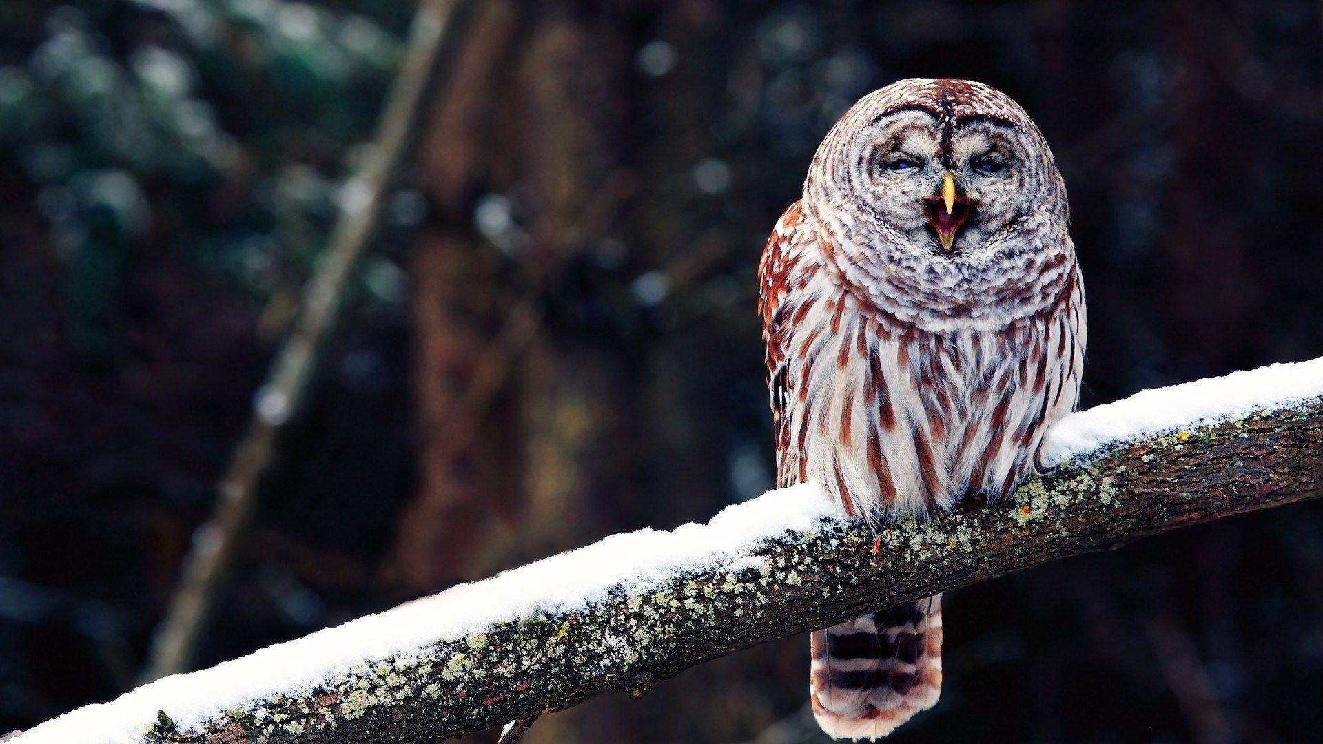 1920x1080 Winter Snow Branch Bird Owl Nature Photo wallpaperx1080