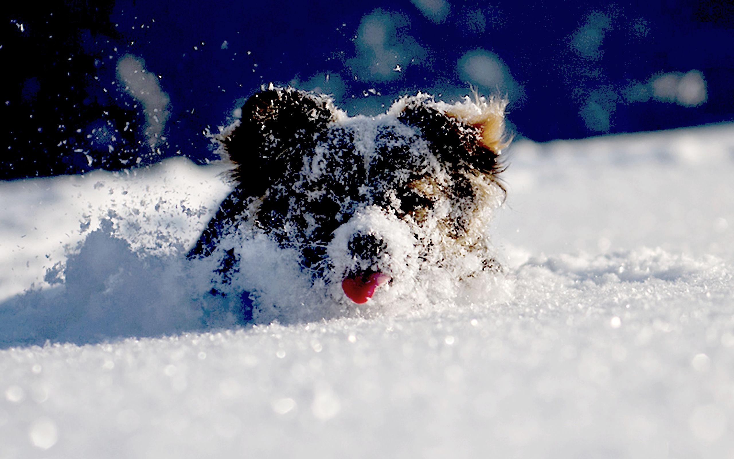 2560x1600 Free download Funny Winter Animal Wallpaper [2560x1600] for your Desktop, Mobile & Tablet. Explore Funny Winter Wallpaper. Funny Wallpaper Image, Funny Wallpaper Hd, Funny Wallpaper for My Desktop