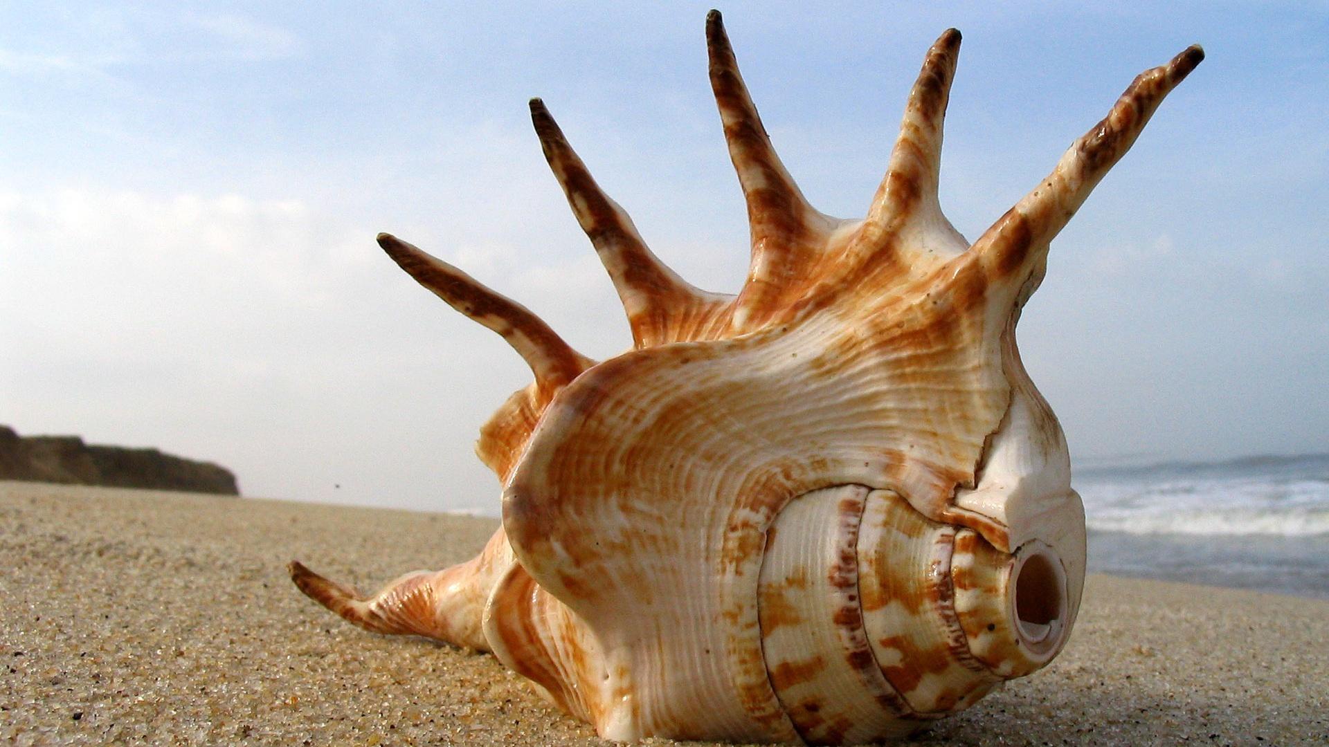 1920x1080 Free download Sea Shell Desktop Wallpaper Mohawk Sea Shell Desktop Background [1920x1080] for your Desktop, Mobile & Tablet. Explore Seashell Wallpaper for Computer. Seashell Background, Seashell Wallpaper, Seashell Desktop Wallpaper