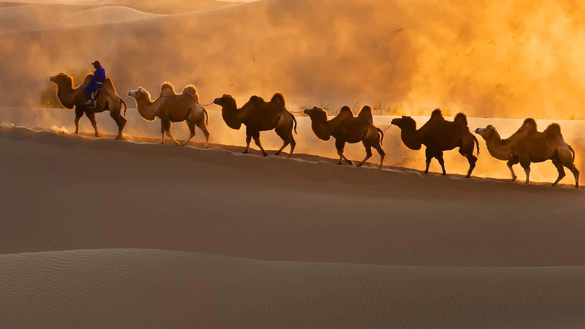 1920x1080 Download A Group Of Camels Are Ridingert