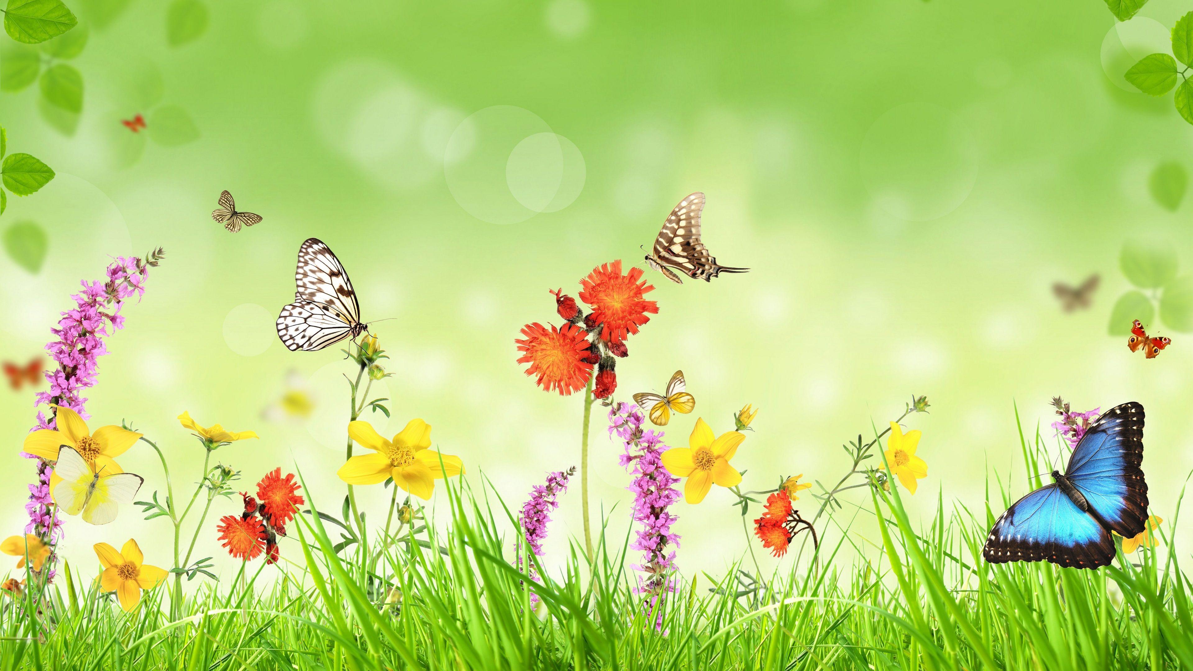 Pastel Flowers Butterflies Wallpapers - Top Free Pastel Flowers