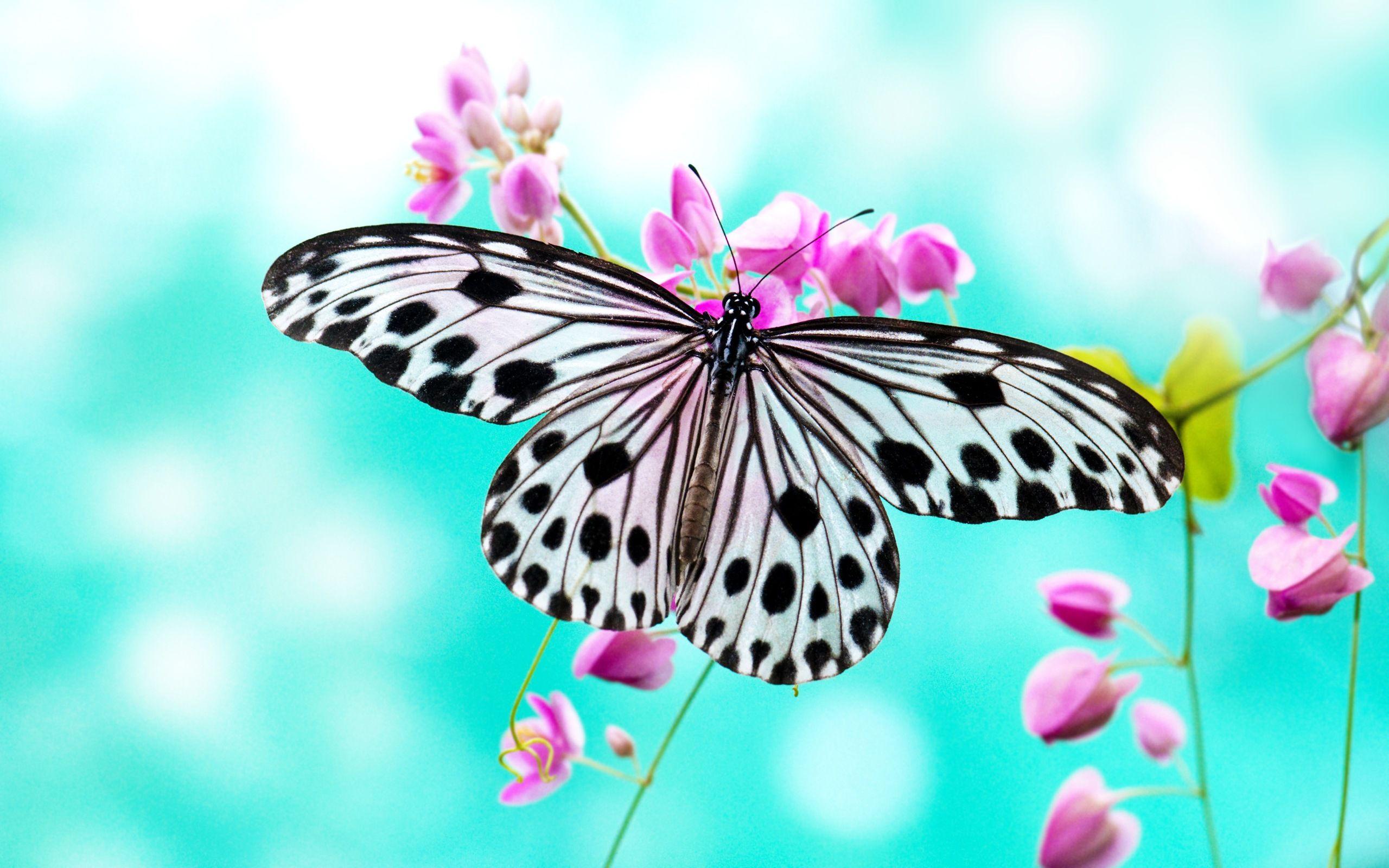 2560x1600 Butterflies Wallpaper