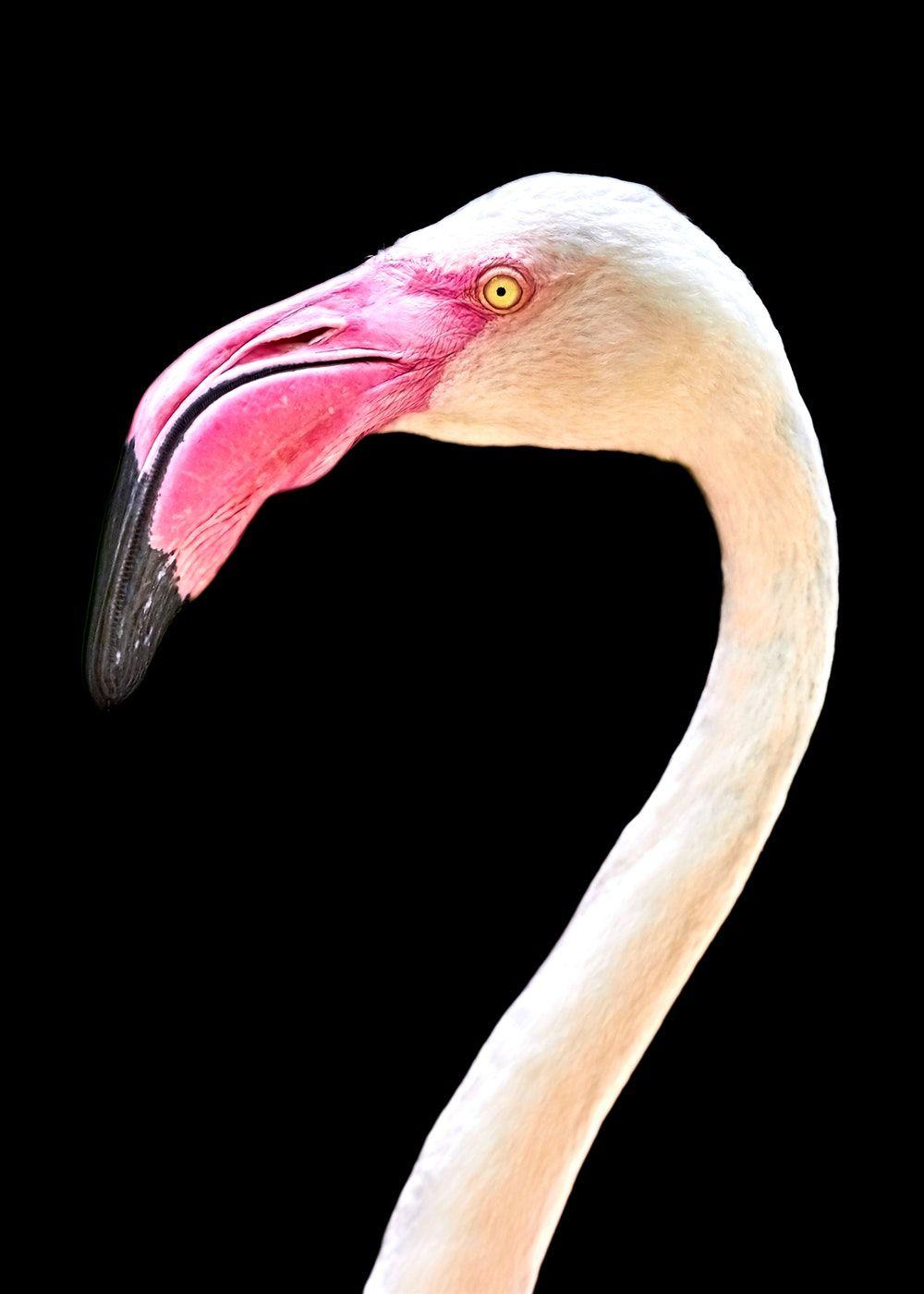 Photography Flamingo iPhone Wallpapers - Top Free Photography Flamingo ...