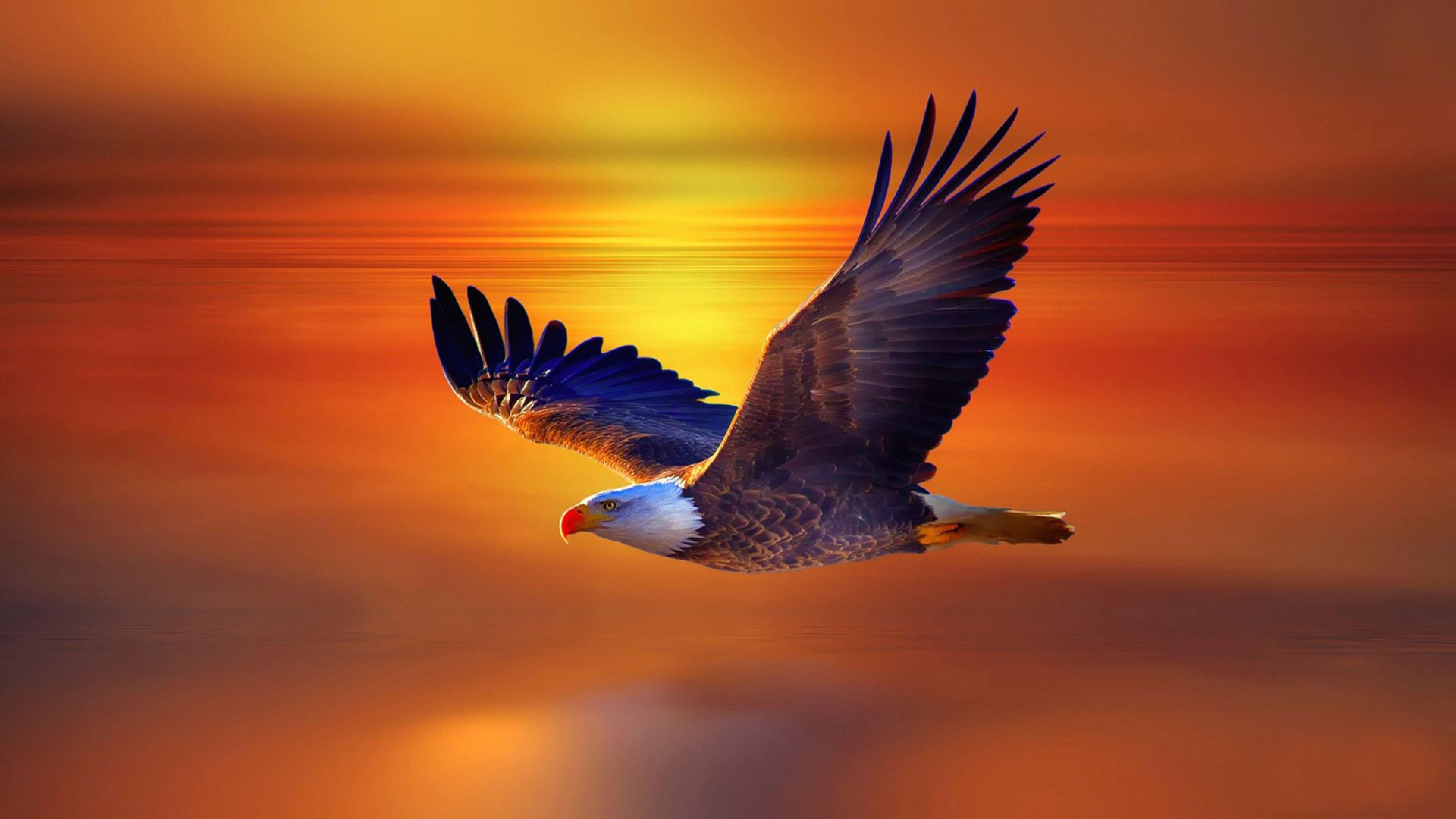 7680x4320 HD desktop wallpaper: Animal, Eagle, Bald Eagle download free picture