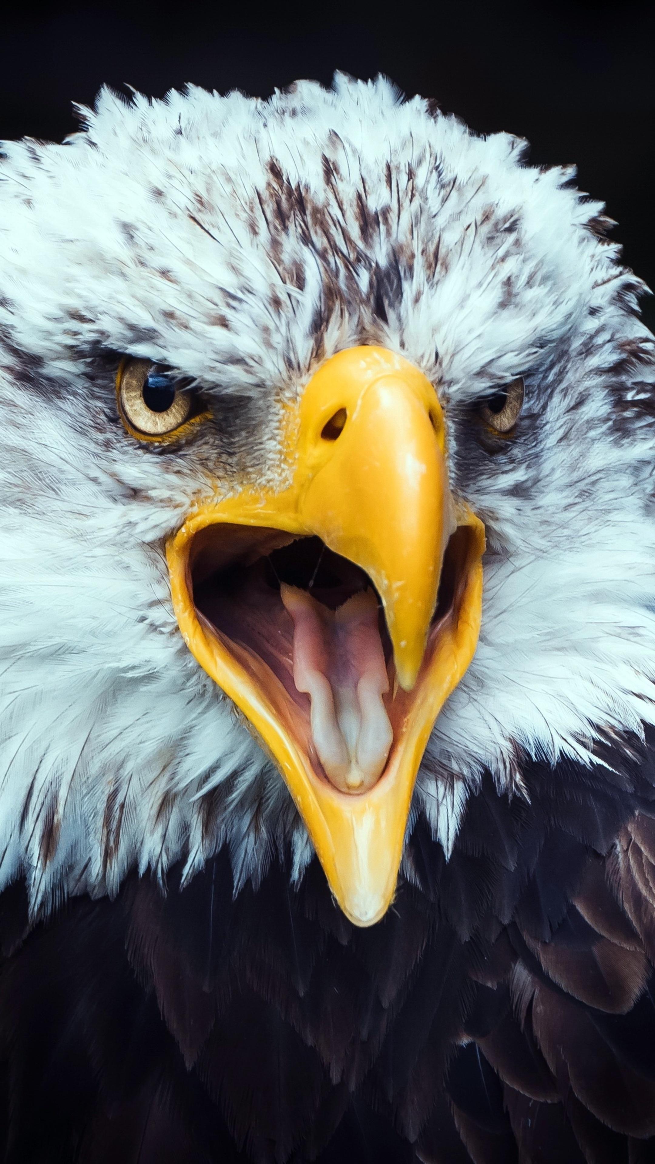 2160x3840 eagle, birds, hd, 4k Gallery HD Wallpaper