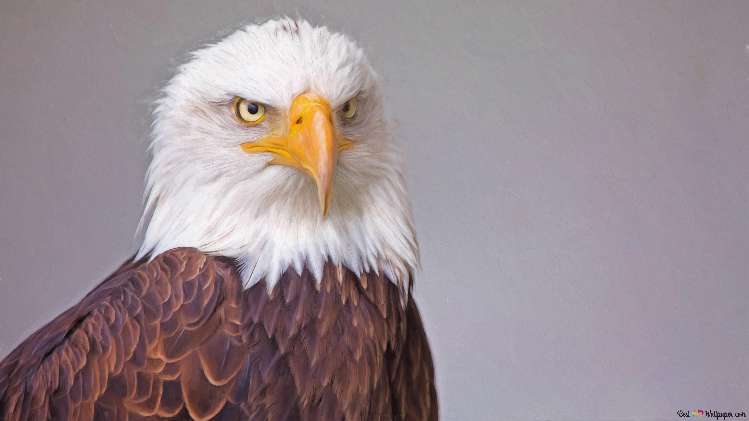 2880x1620 Proud bald eagle 4K wallpaper download