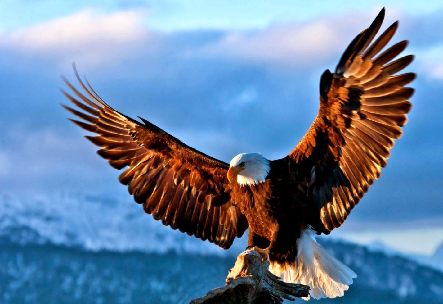 1428x979 Eagle Bird Wallpaper