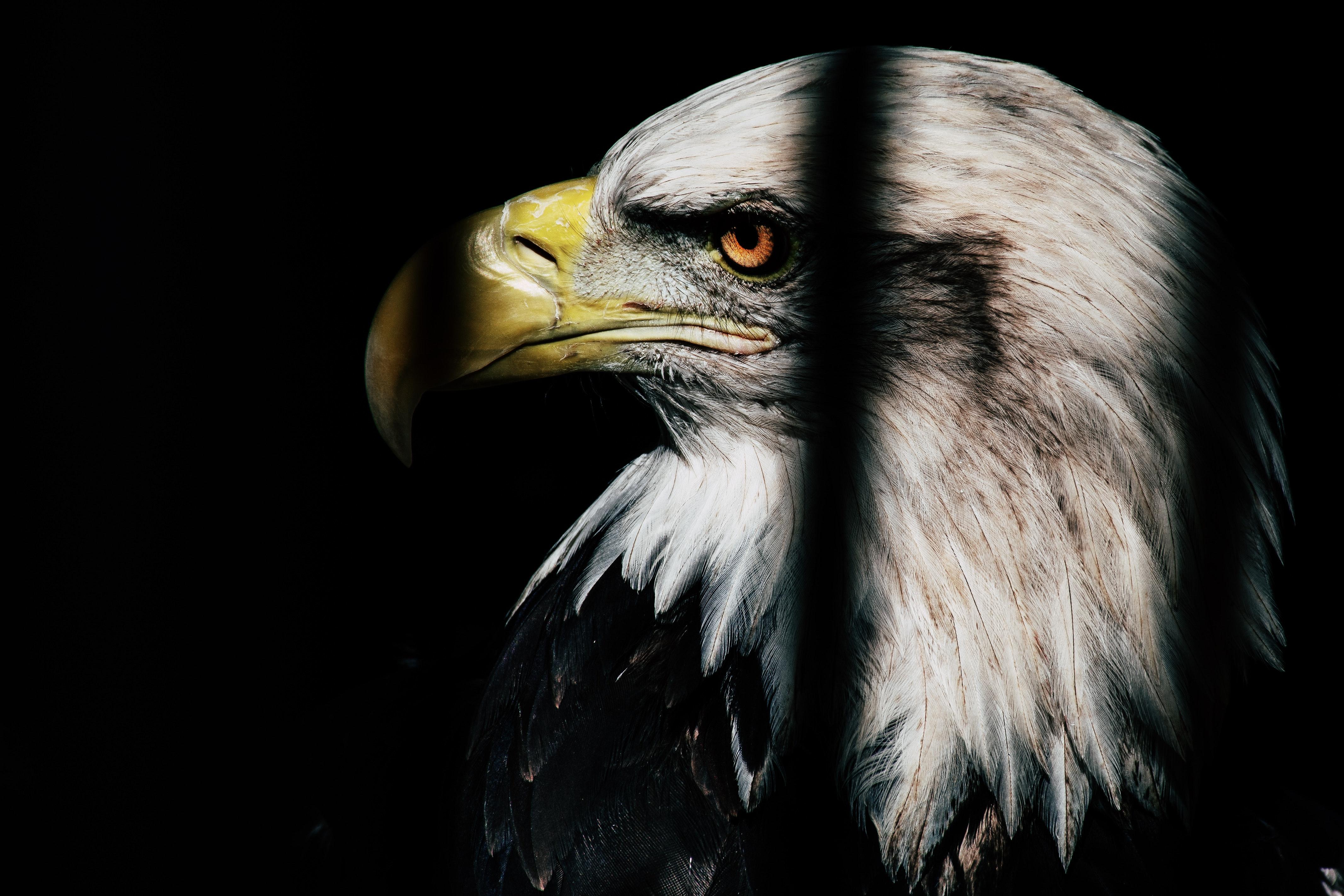 4267x2845 Best Eagle Image · 100% Free Downloads