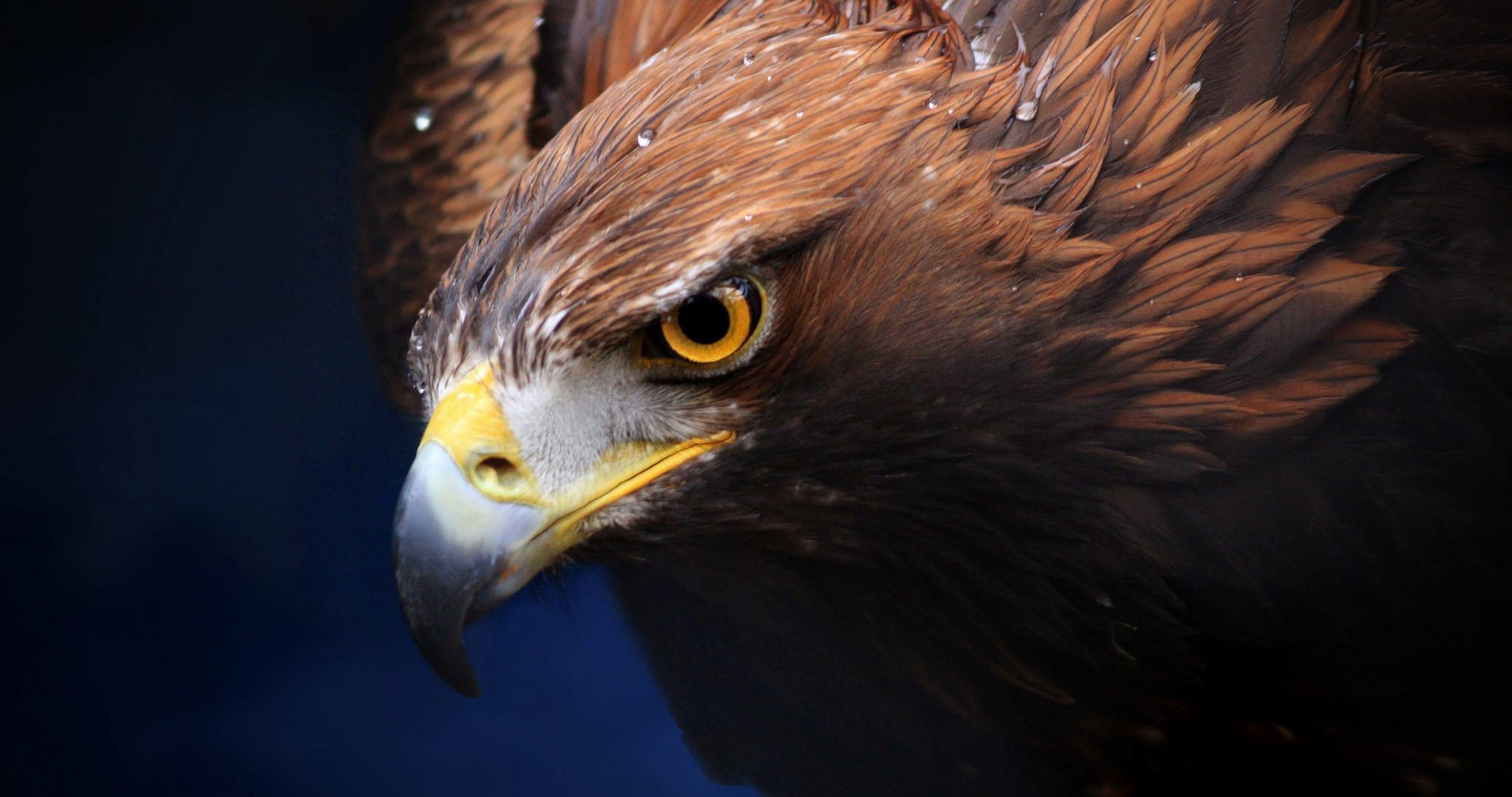 4096x2160 Free download golden eagle 4k ultra HD wallpaper ololoshenka Eagle picture [4096x2160] for your Desktop, Mobile & Tablet. Explore Live Hunting Wallpaper. Duck Hunting Background, Deer Hunting Background, Hunting Dog Wallpaper