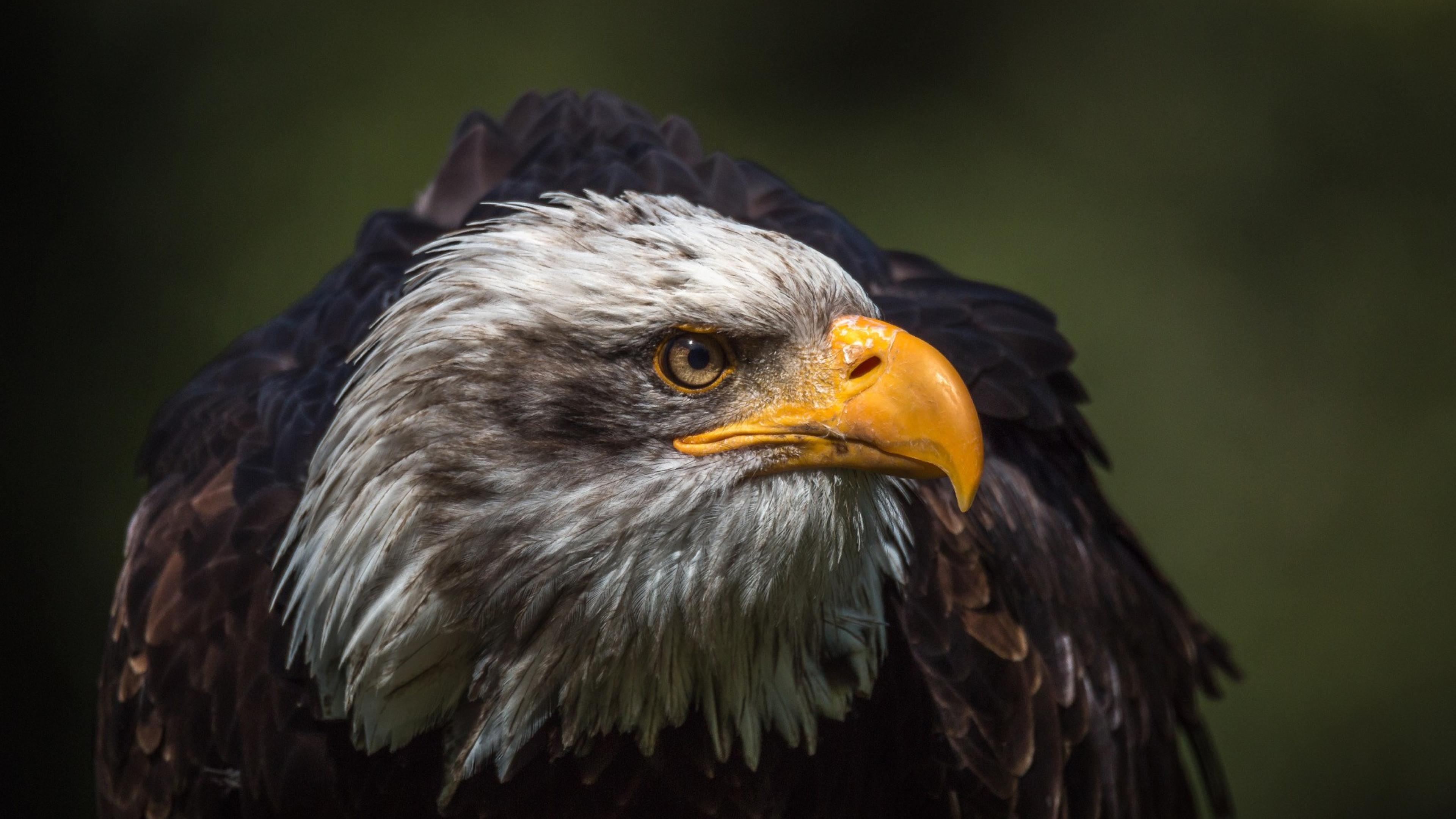 3840x2160 Wallpaper Black and White Eagle in Close up Photography, Background Free Image