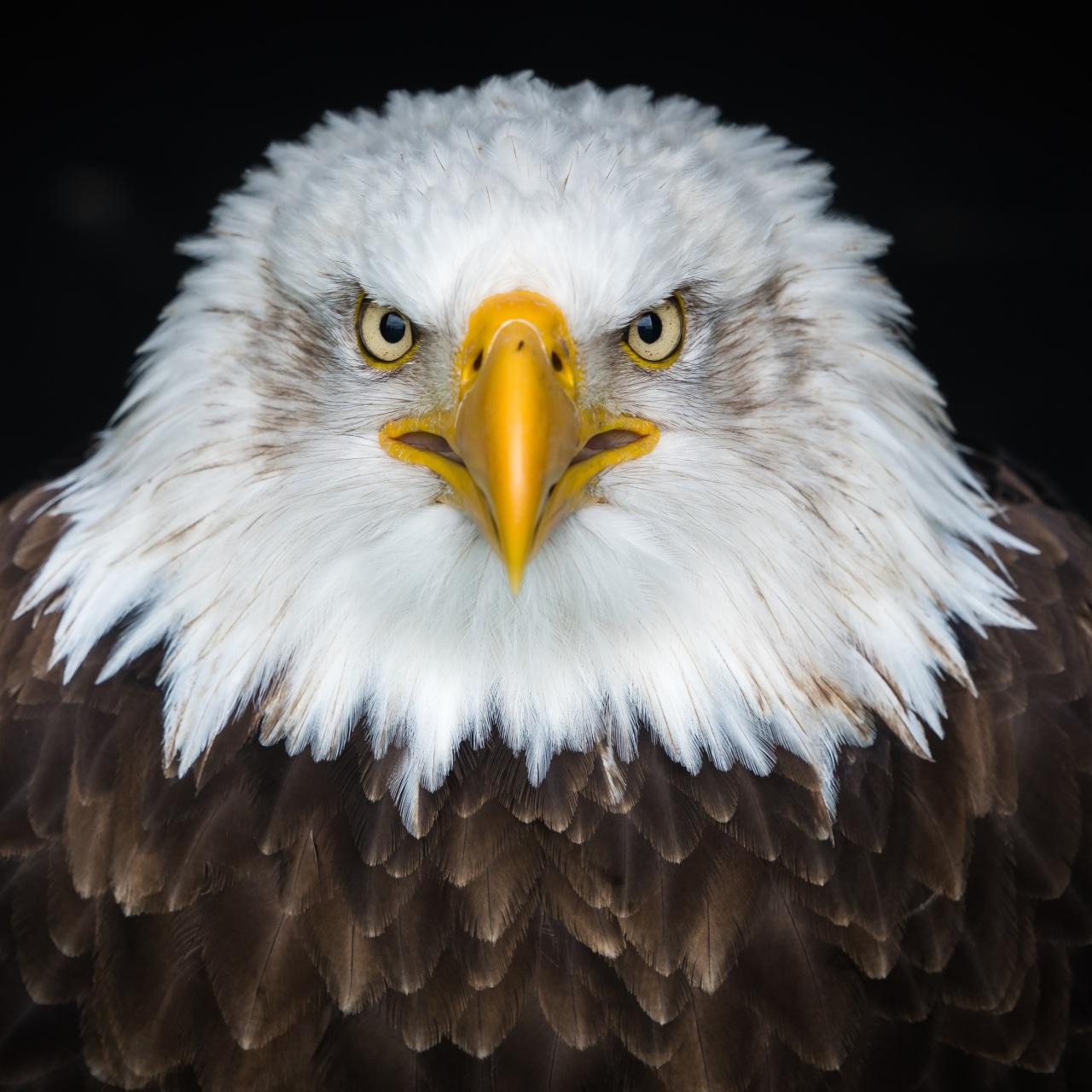 1280x1280 Wallpaper 4k Bald Eagle 4k Wallpaper