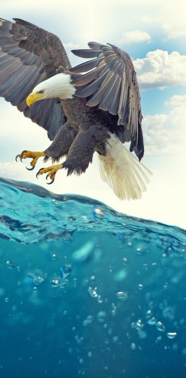 630x1280 Eagle 4K Wallpaper wallpaper