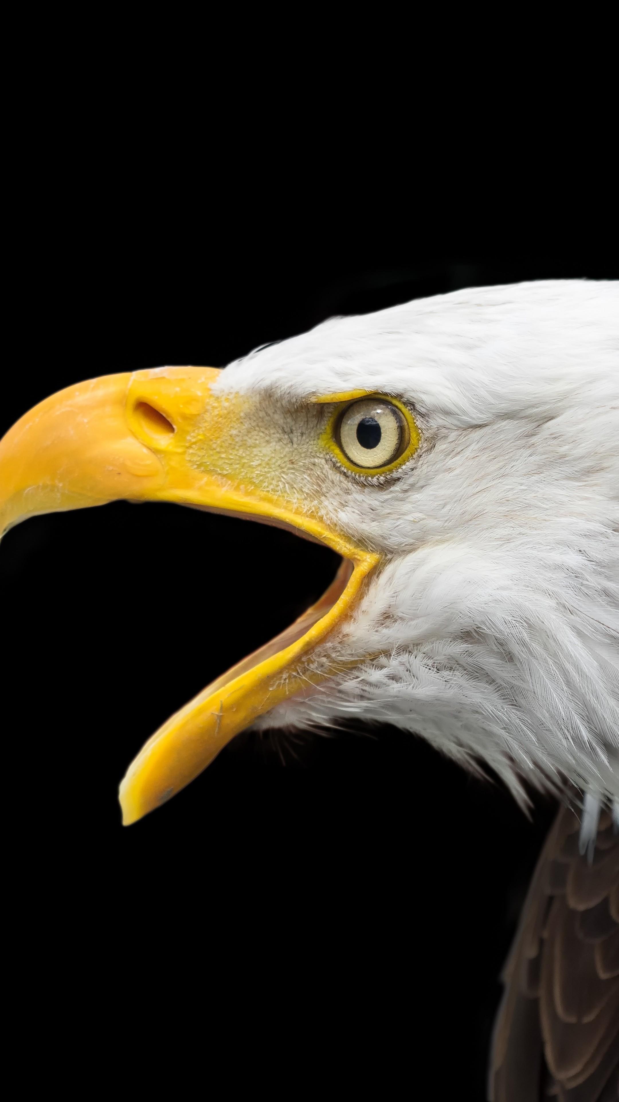 2160x3840 Wallpaper eagle, bird, 4k, Animals
