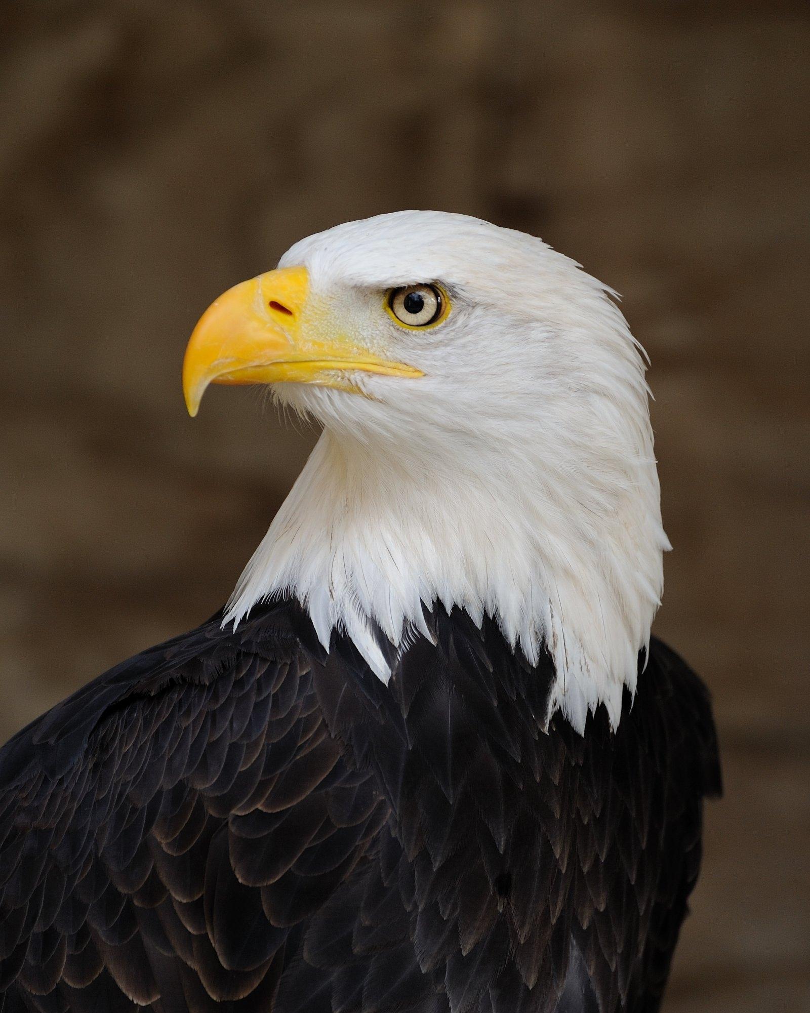 1600x2001 Eagle Wallpaper Download