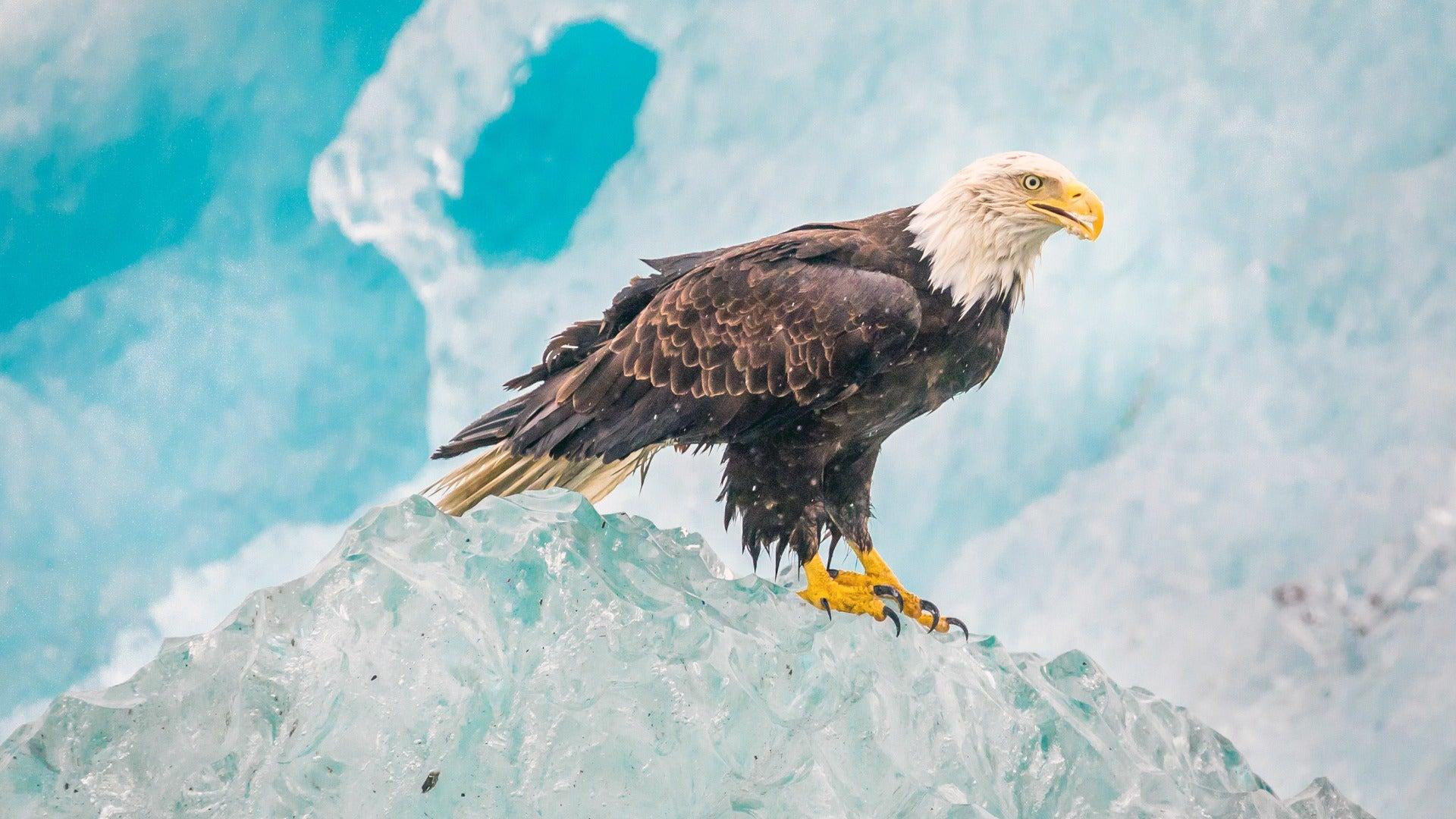 1920x1080 Eagle On The Ice [1920x1080]