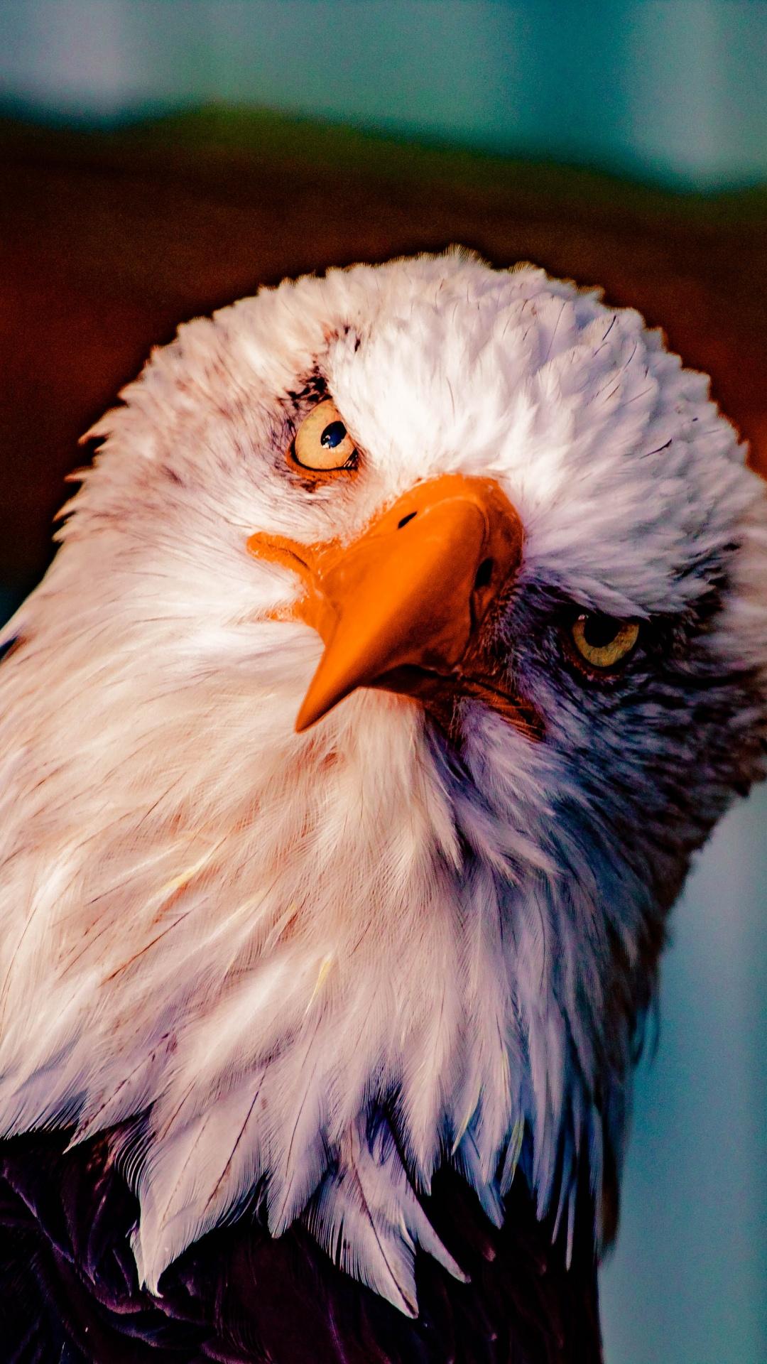 1080x1920 Eagle Wallpaper for Android Mobile Smartphone [Full HD]