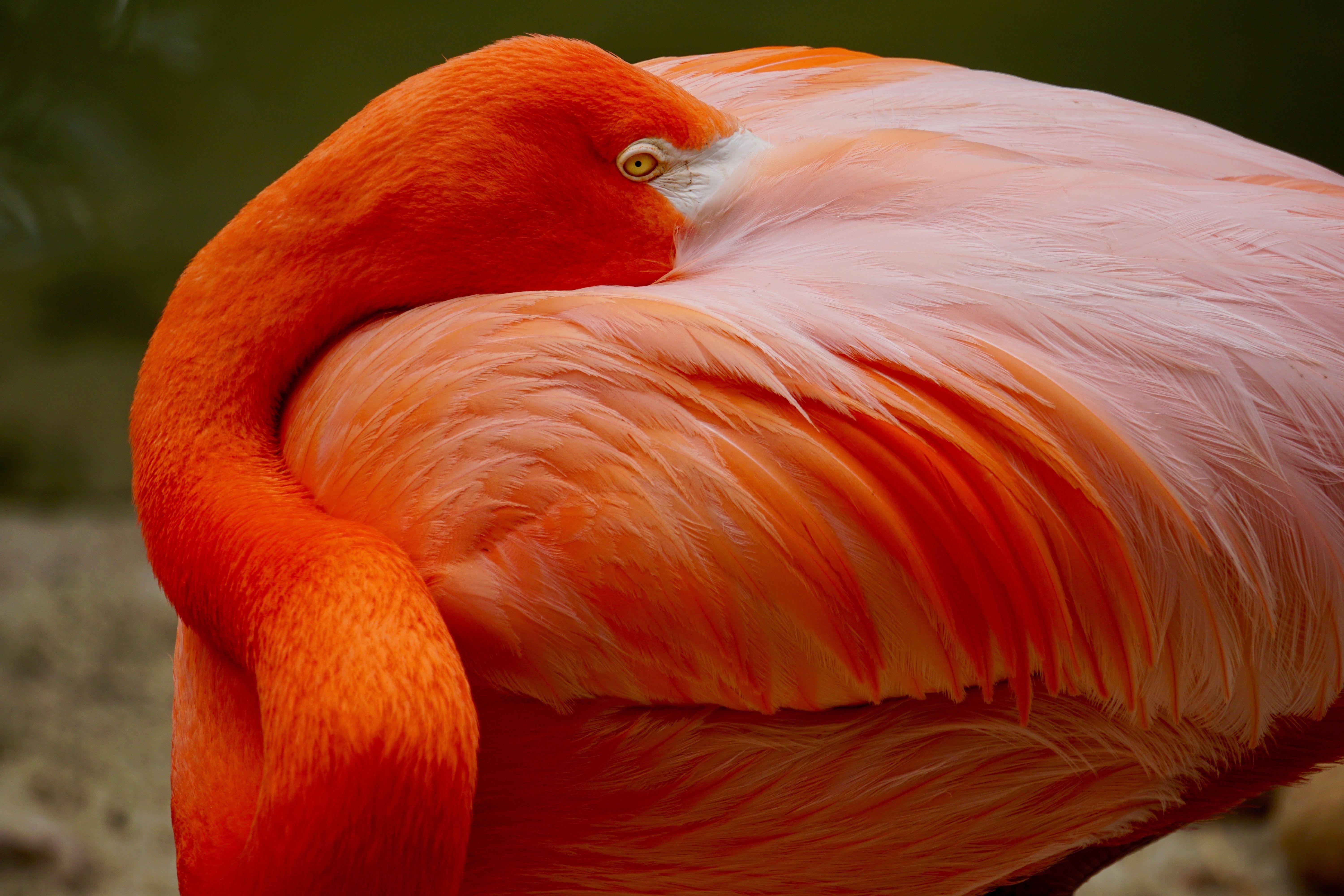 6000x4000 Closeup Photo of Orange Flamingo · Free