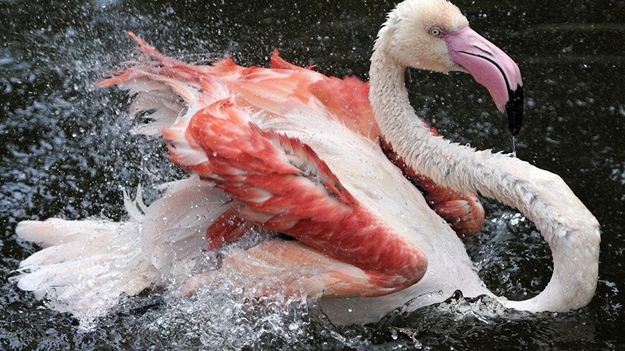 1280x720 image Birds Flamingo Spray Animals