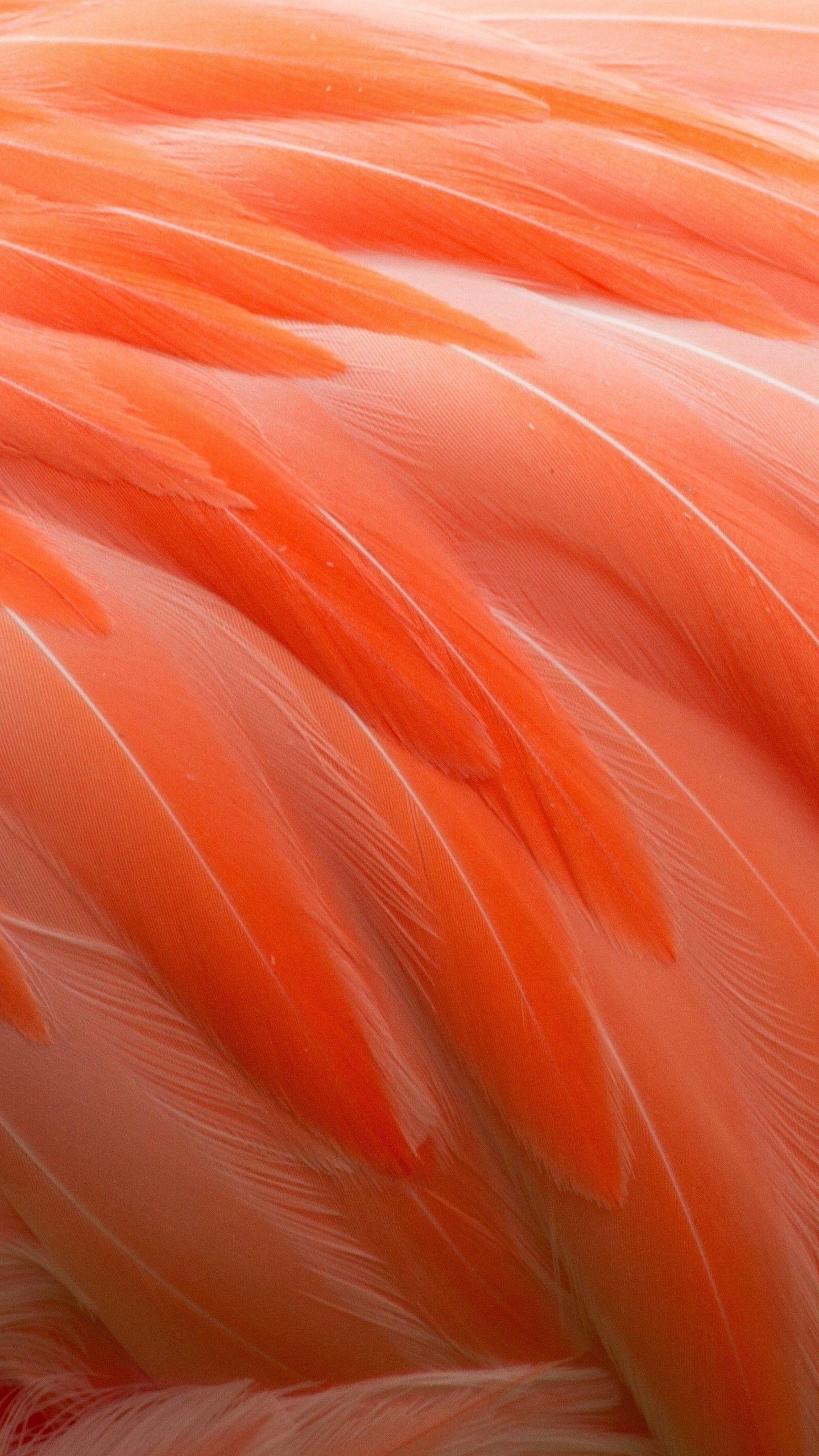 1440x2560 Wallpaper Feathers, Flamingo, 4K, Photography