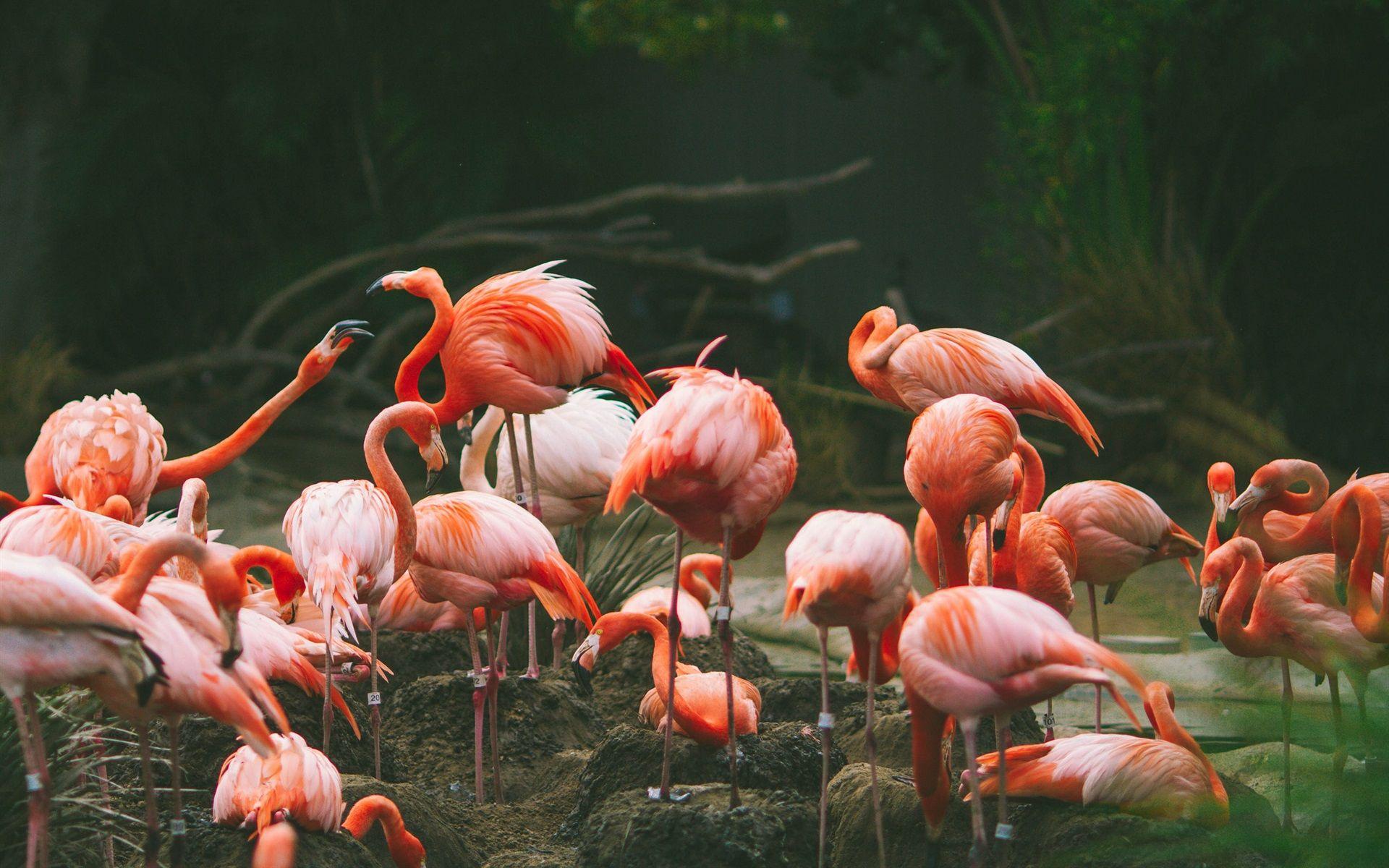 1920x1200 Wallpaper Flamingo photography, birds 1920x1200 HD Picture, Image