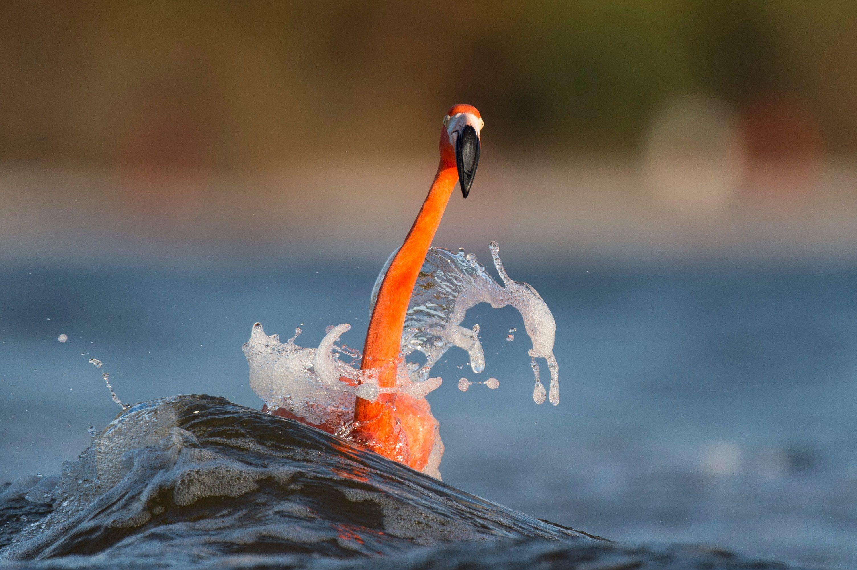 3009x2003 Flamingo, Splash iPhone Wallpaper